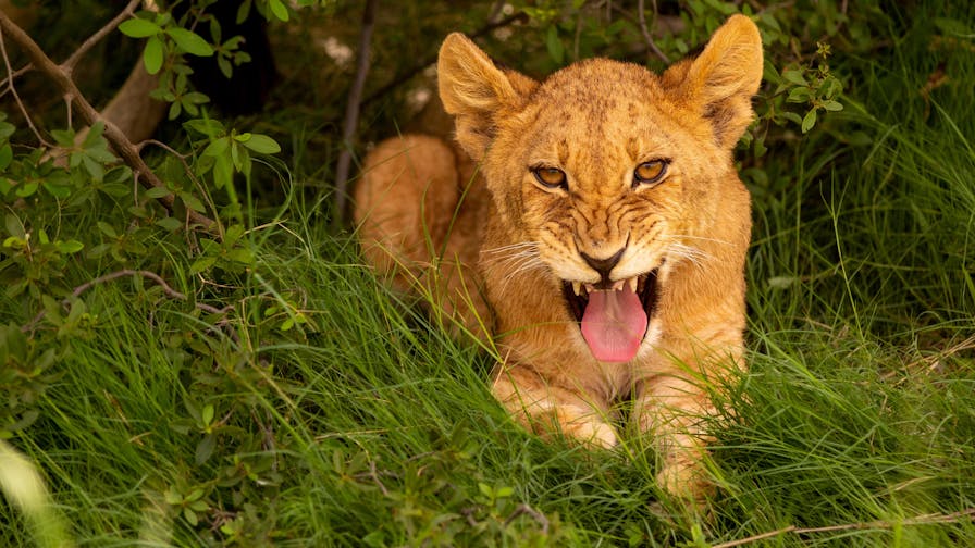 Karl Johan Nils Friberg: close up of a lion cub at Phinda Private Game Reserve