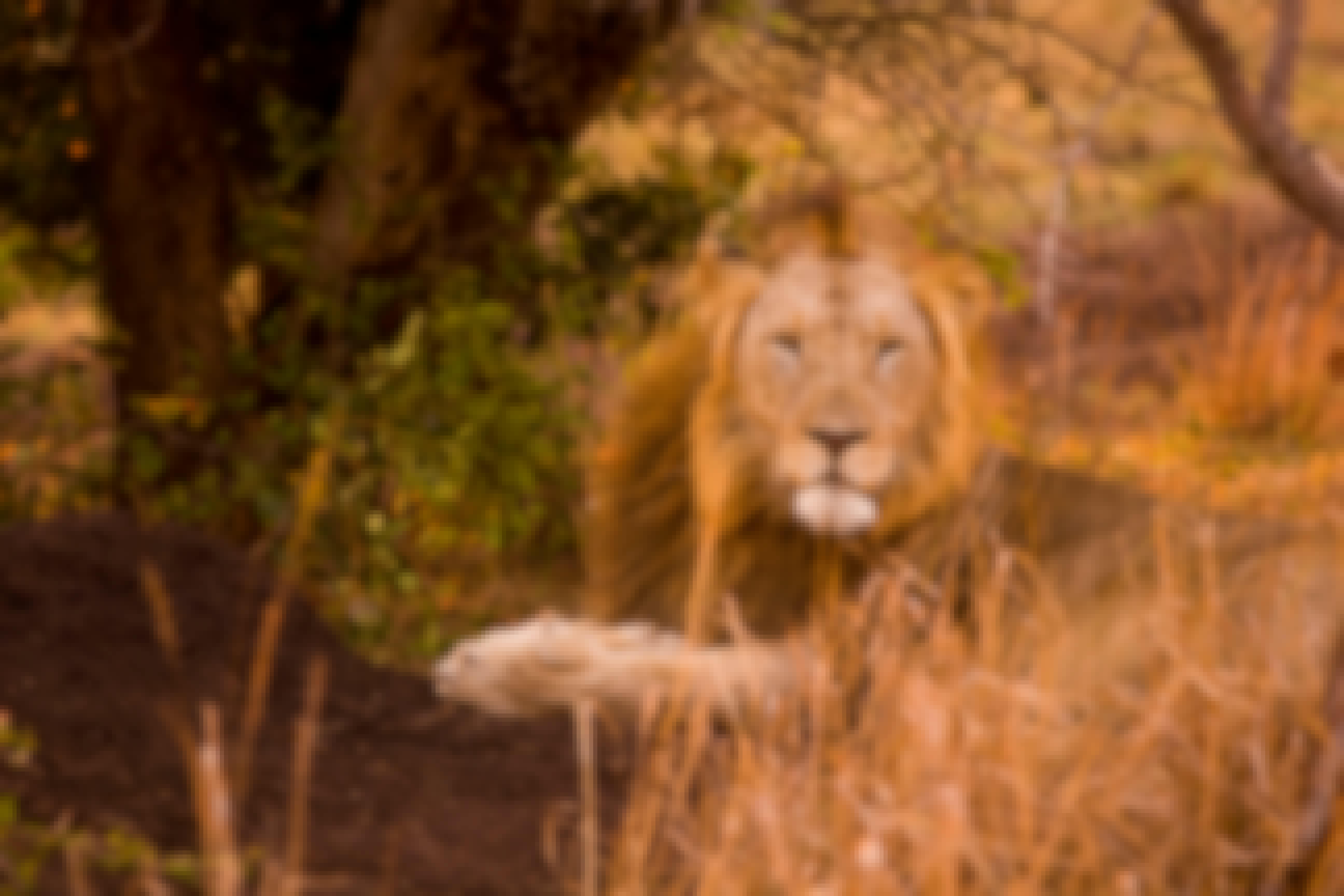 Karl Johan Nils Friberg: Close up of a lion looking to the camera, in the Okavango
