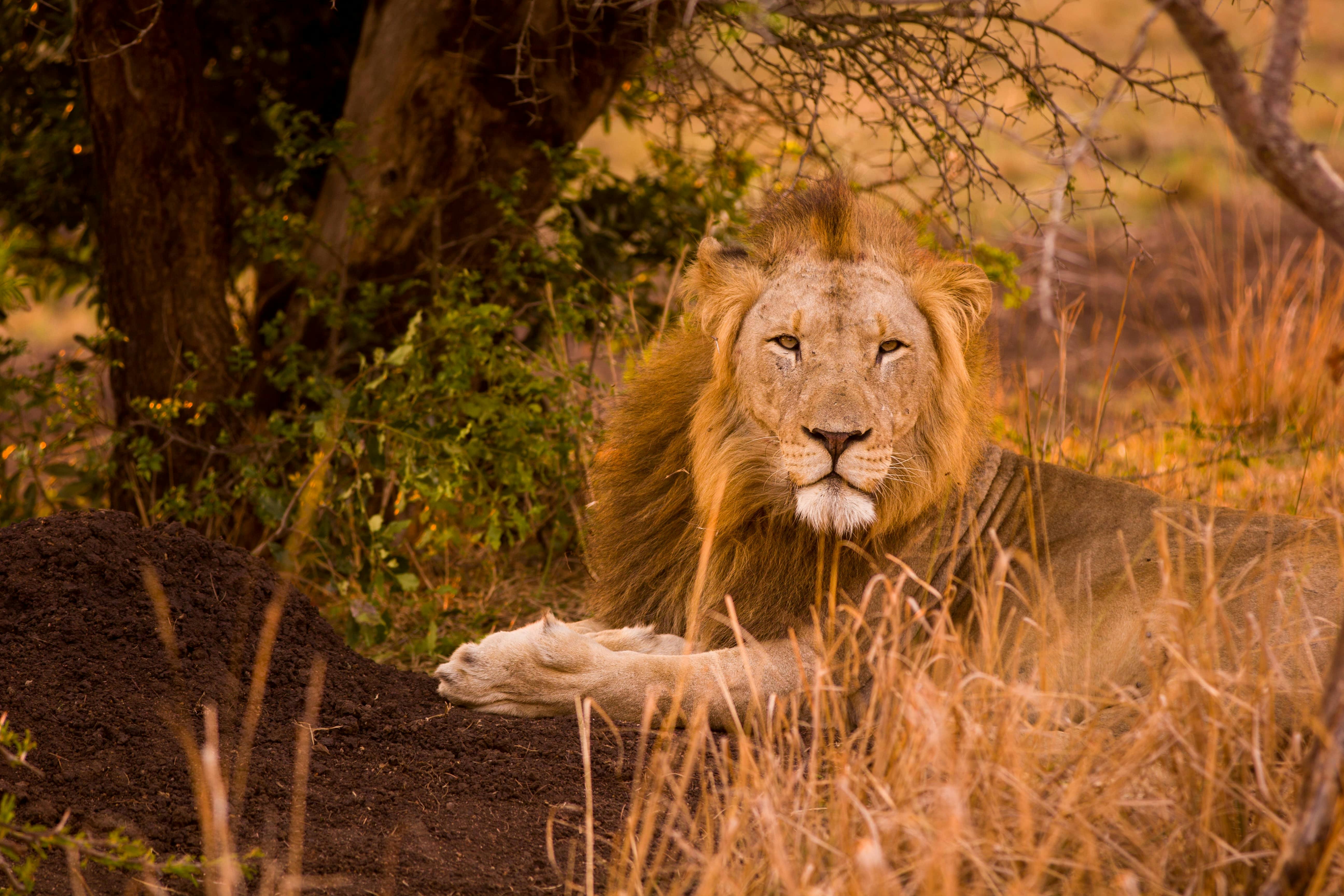 Karl Johan Nils Friberg: Close up of a lion looking to the camera, in the Okavango