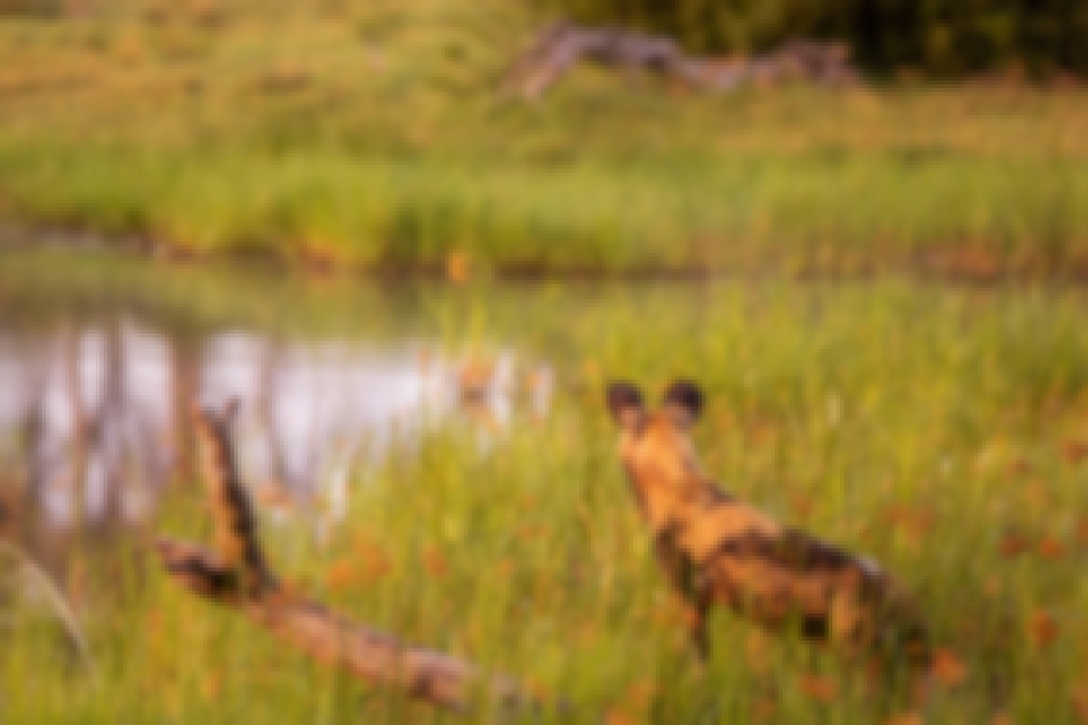 Karl Johan Nils Friberg: Wild dog looking into the distance, in the Okavango