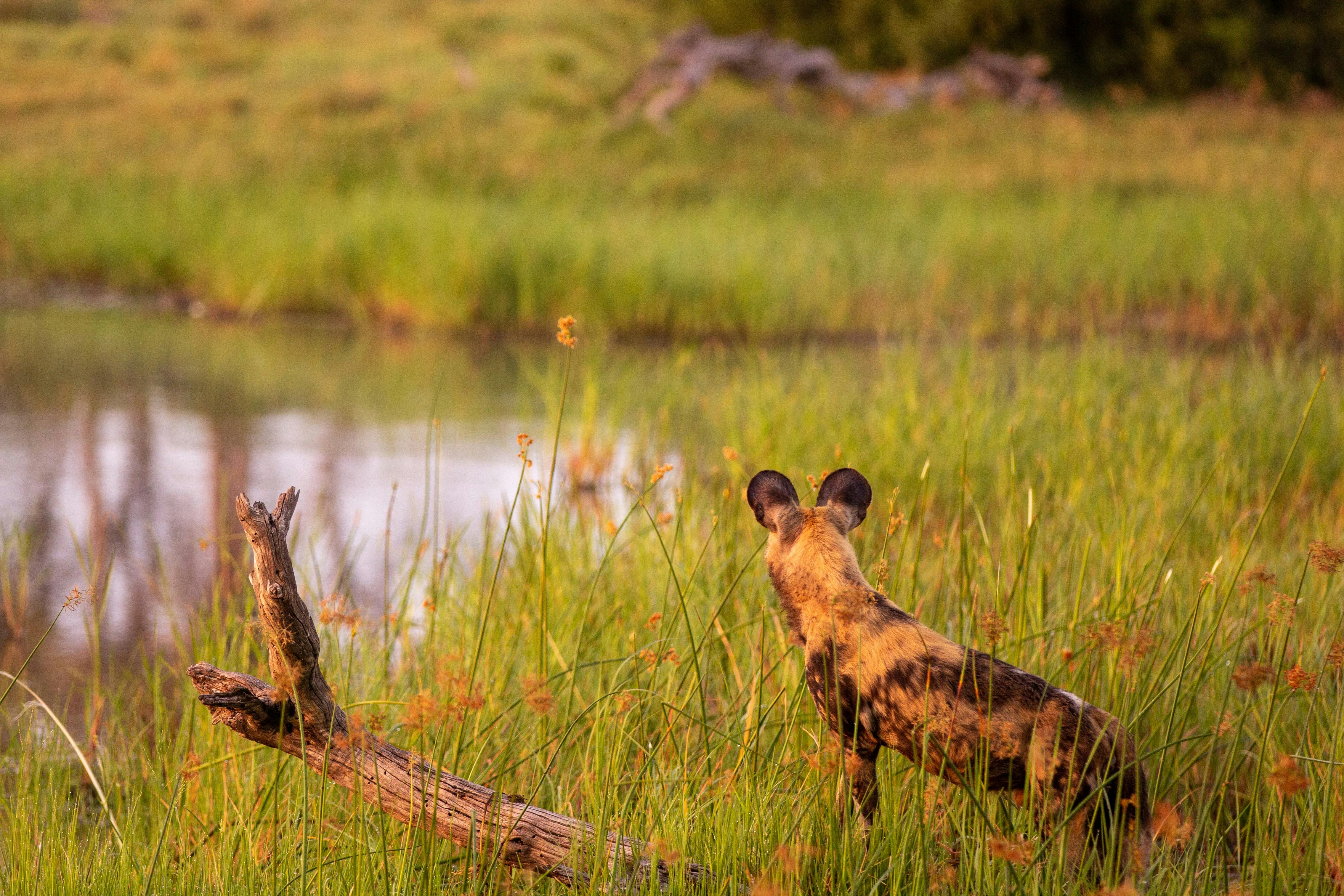 Karl Johan Nils Friberg: Wild dog looking into the distance, in the Okavango