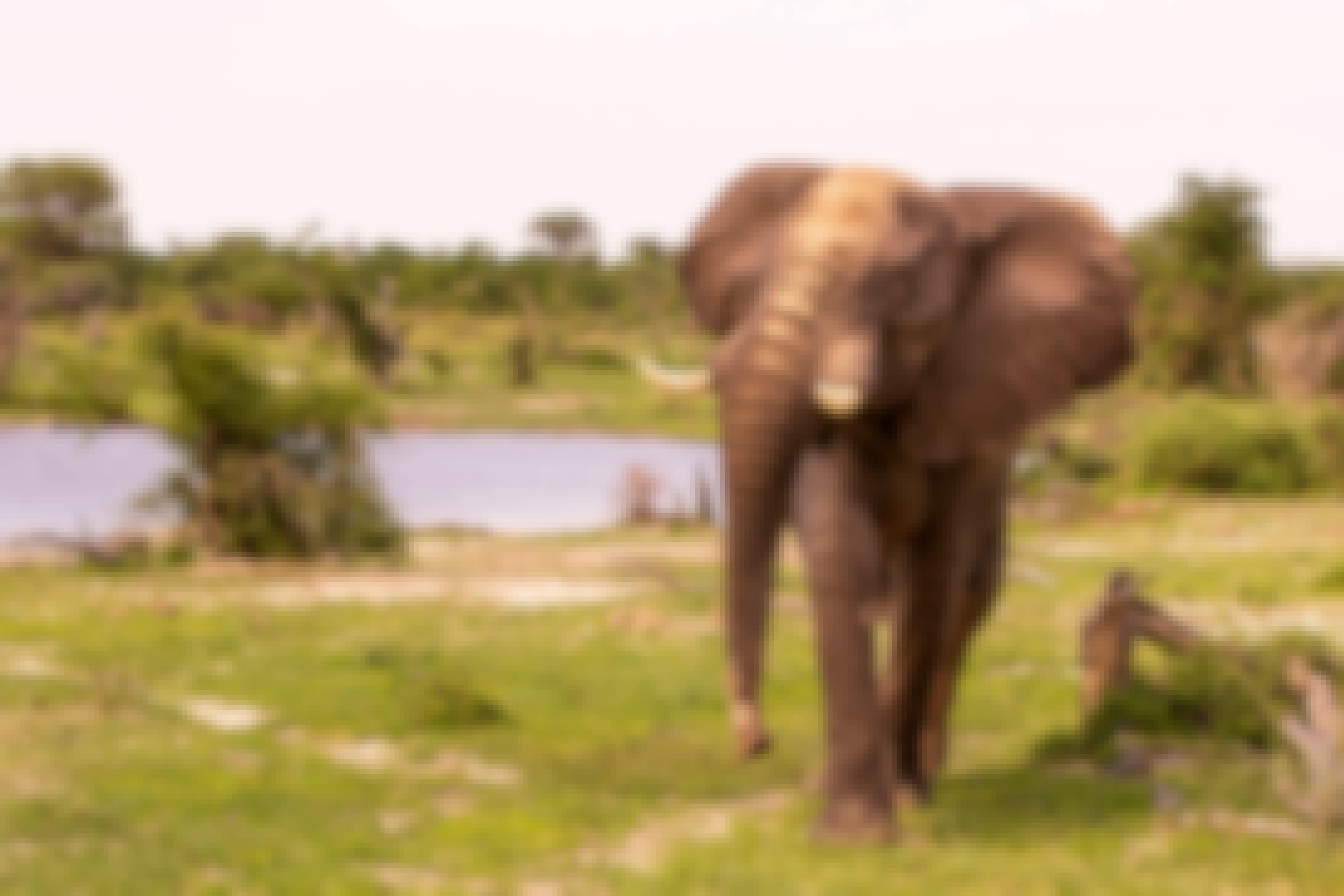 Karl Johan Nils Friberg: Elephant in the Okavango