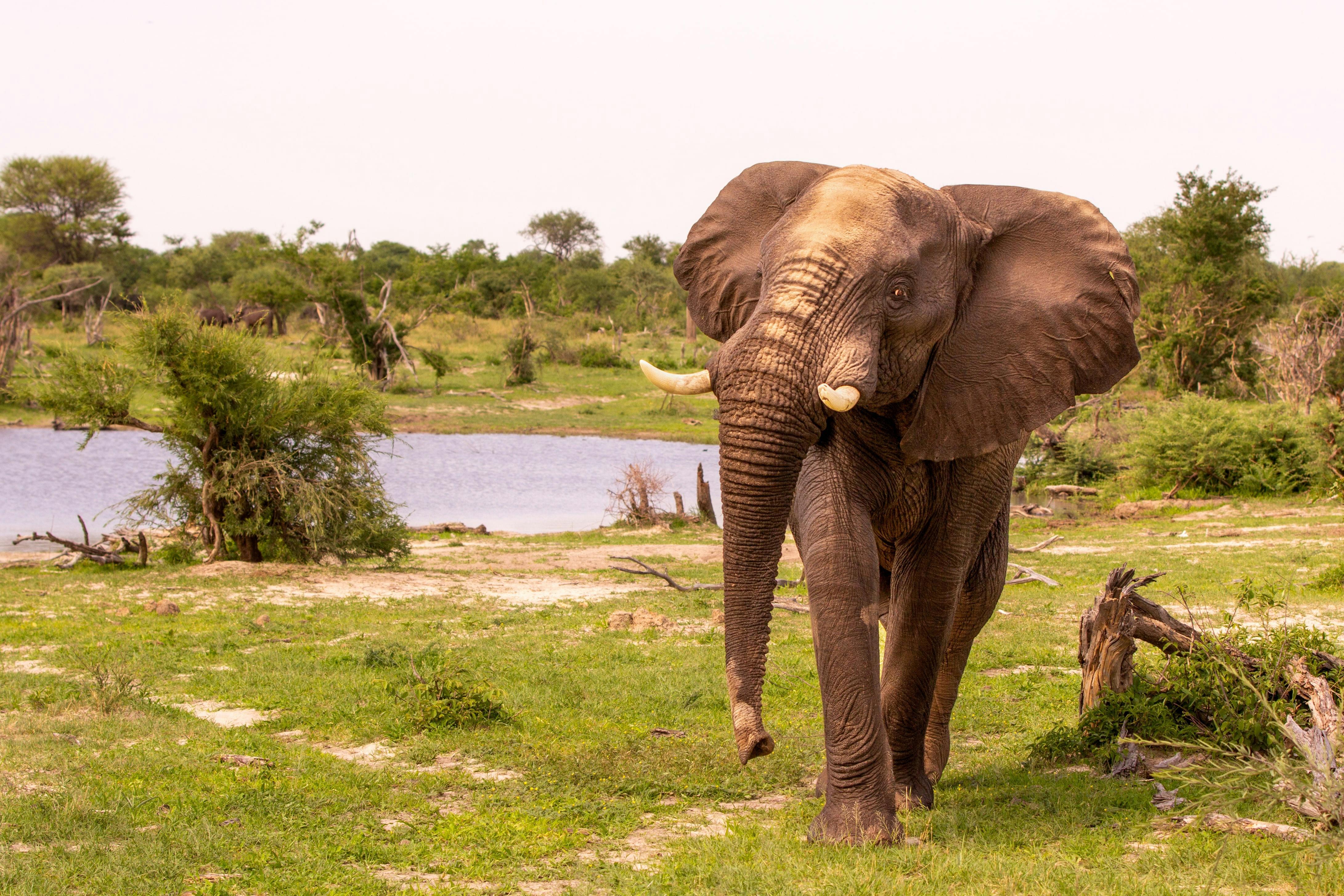 Karl Johan Nils Friberg: Elephant in the Okavango