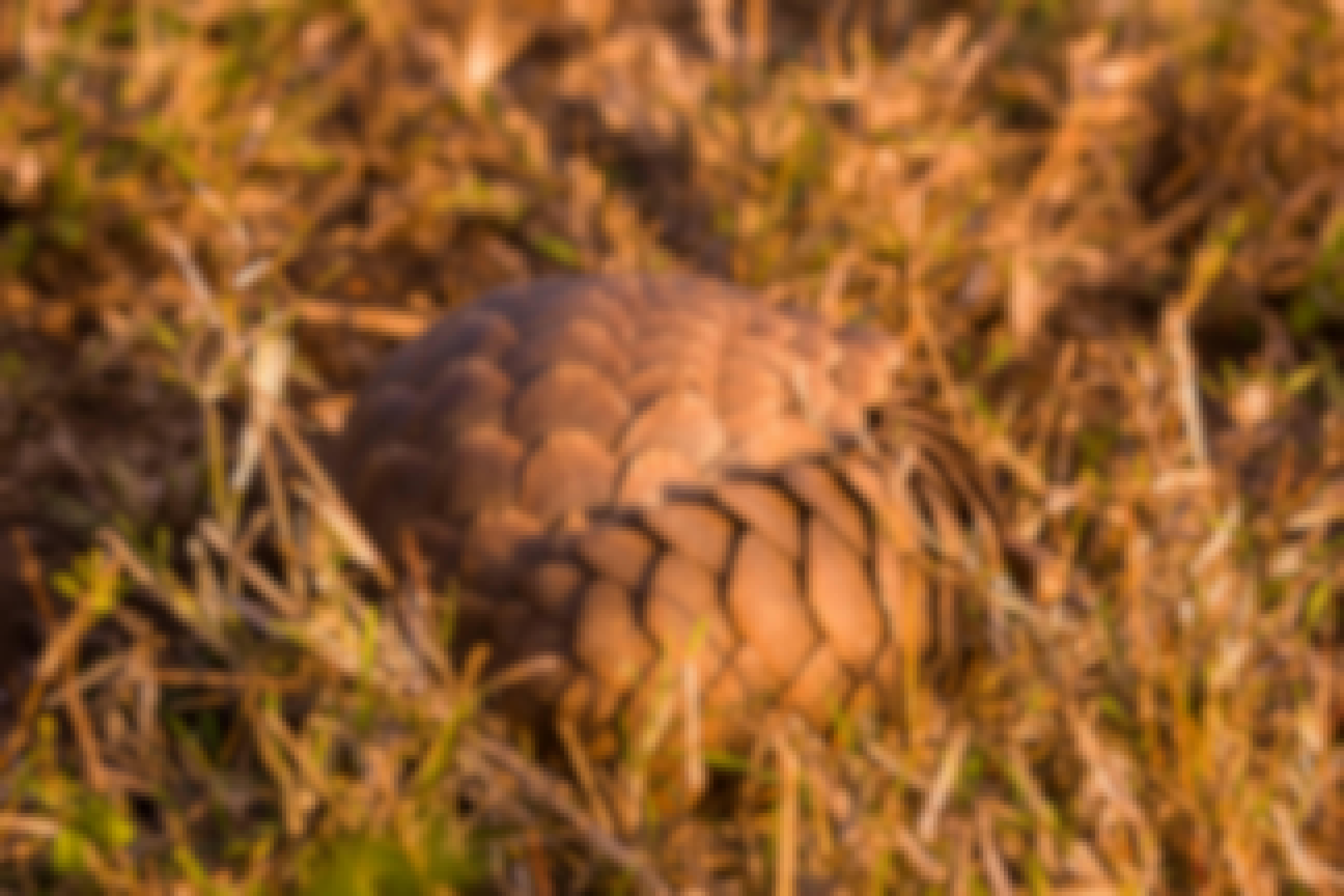 Karl Johan Nils Friberg: Pangolin at Phinda Private Game Reserve