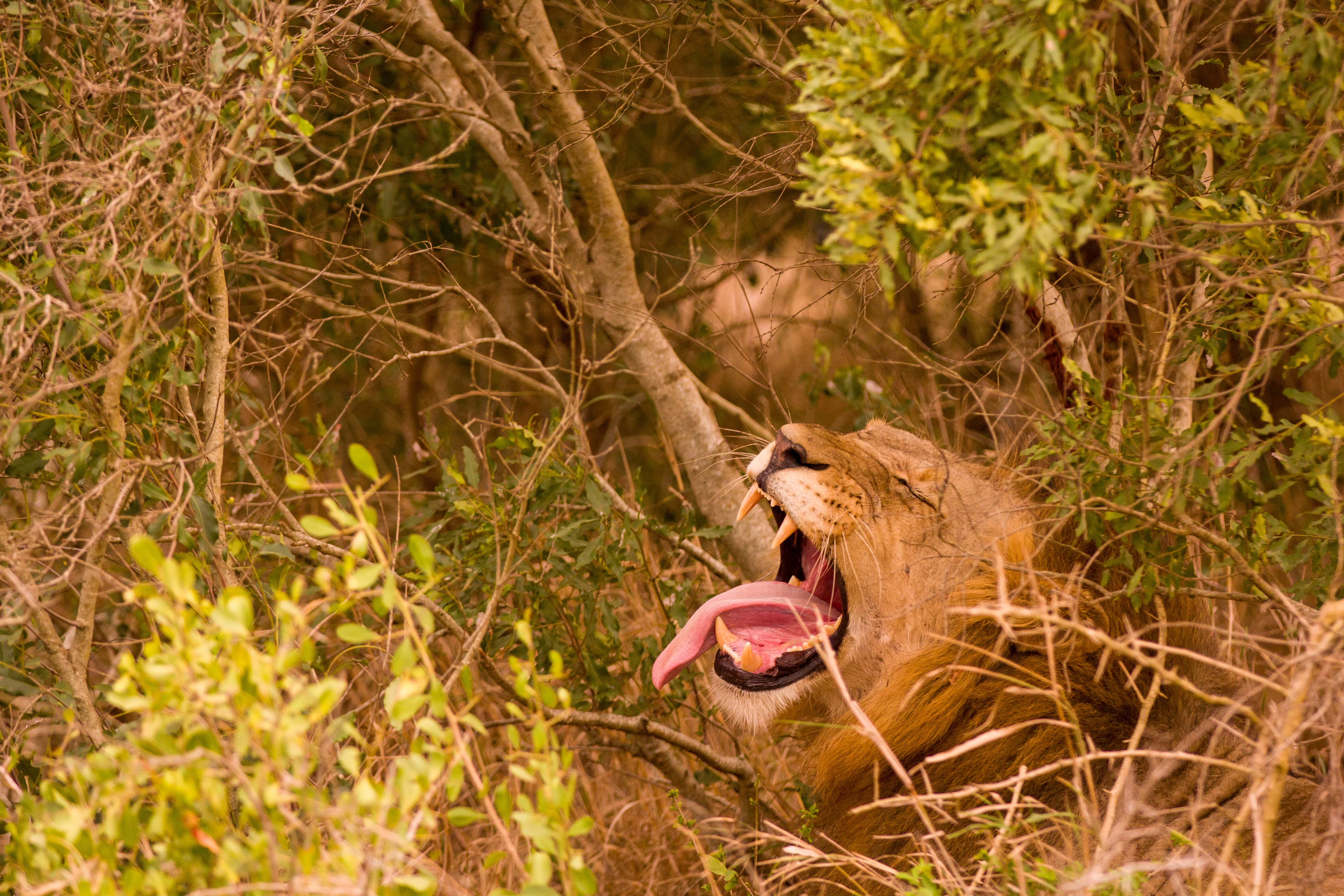 Karl Johan Nils Friberg: Lion roaring in the Okavango
