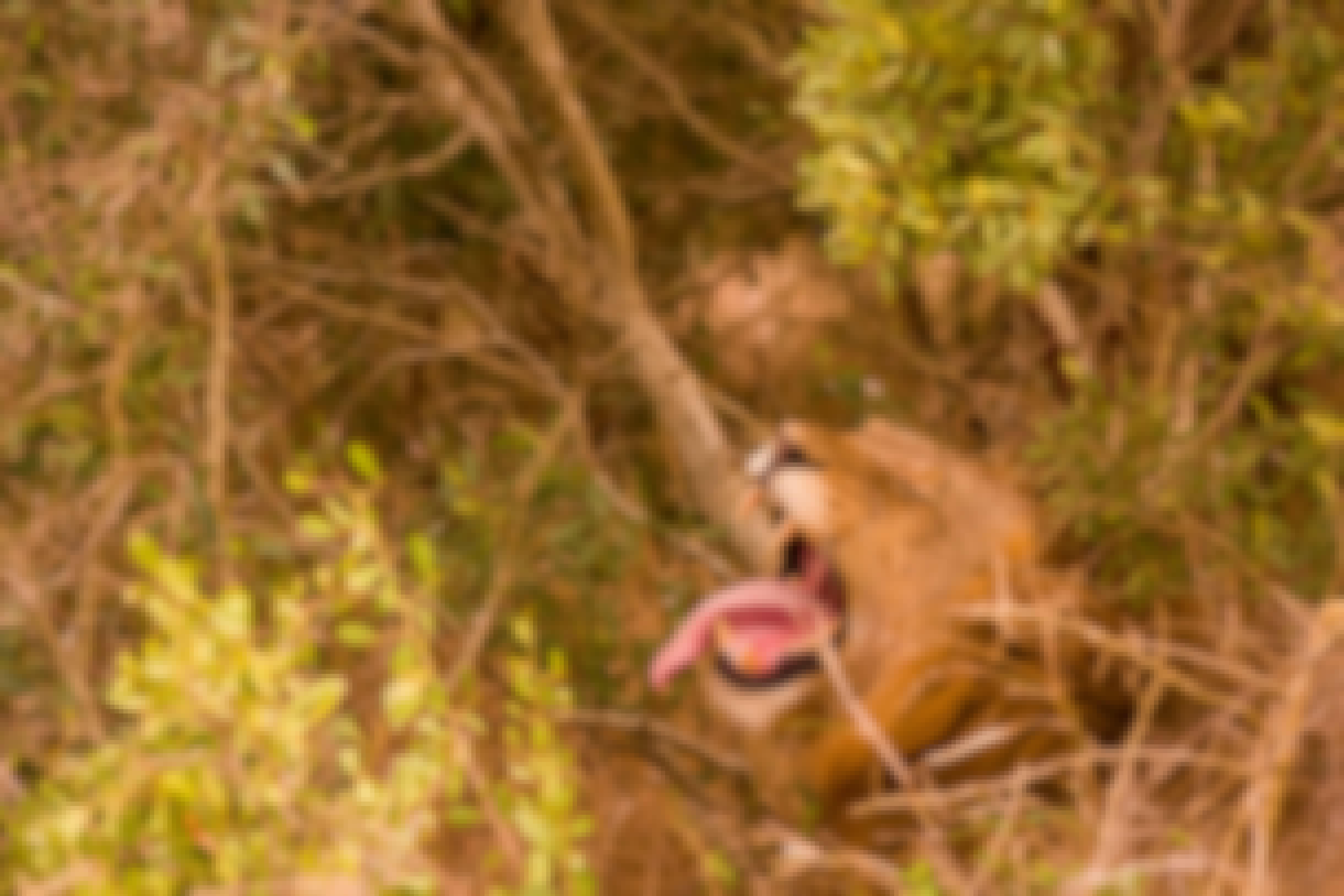 Karl Johan Nils Friberg: Lion roaring in the Okavango