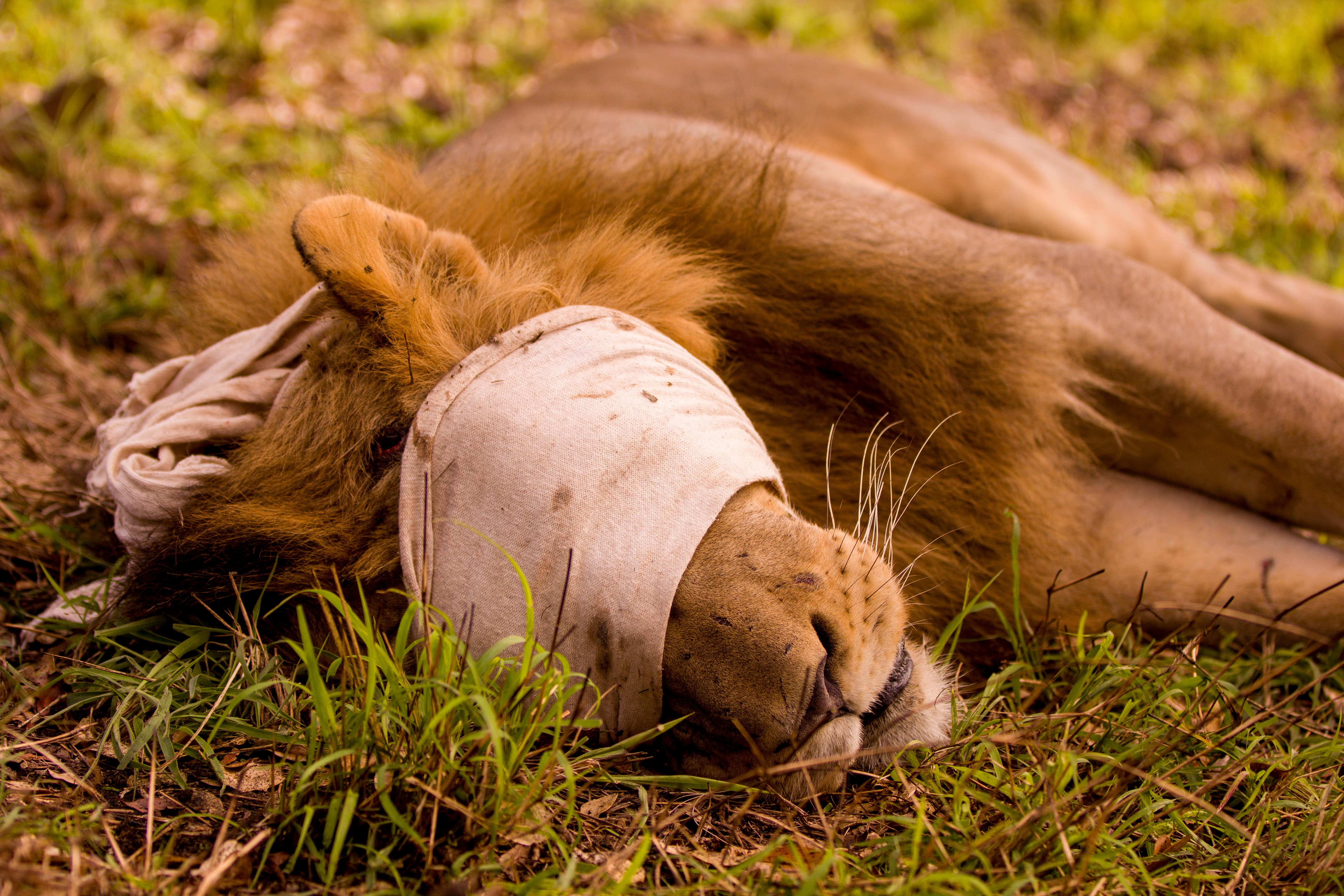 Karl Johan Nils Friberg: blindfolded lion at Phinda Private Game Reserve