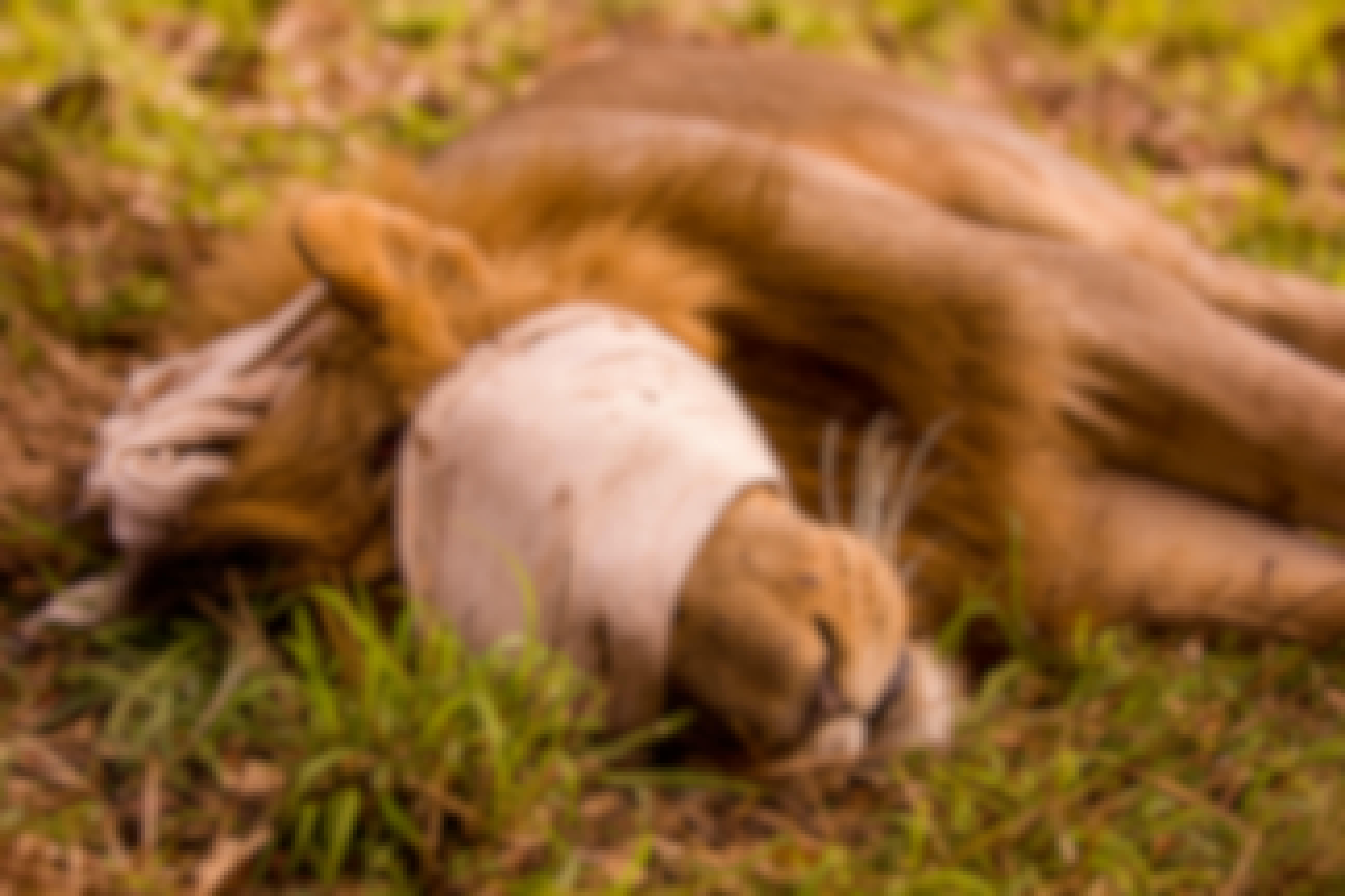 Karl Johan Nils Friberg: blindfolded lion at Phinda Private Game Reserve