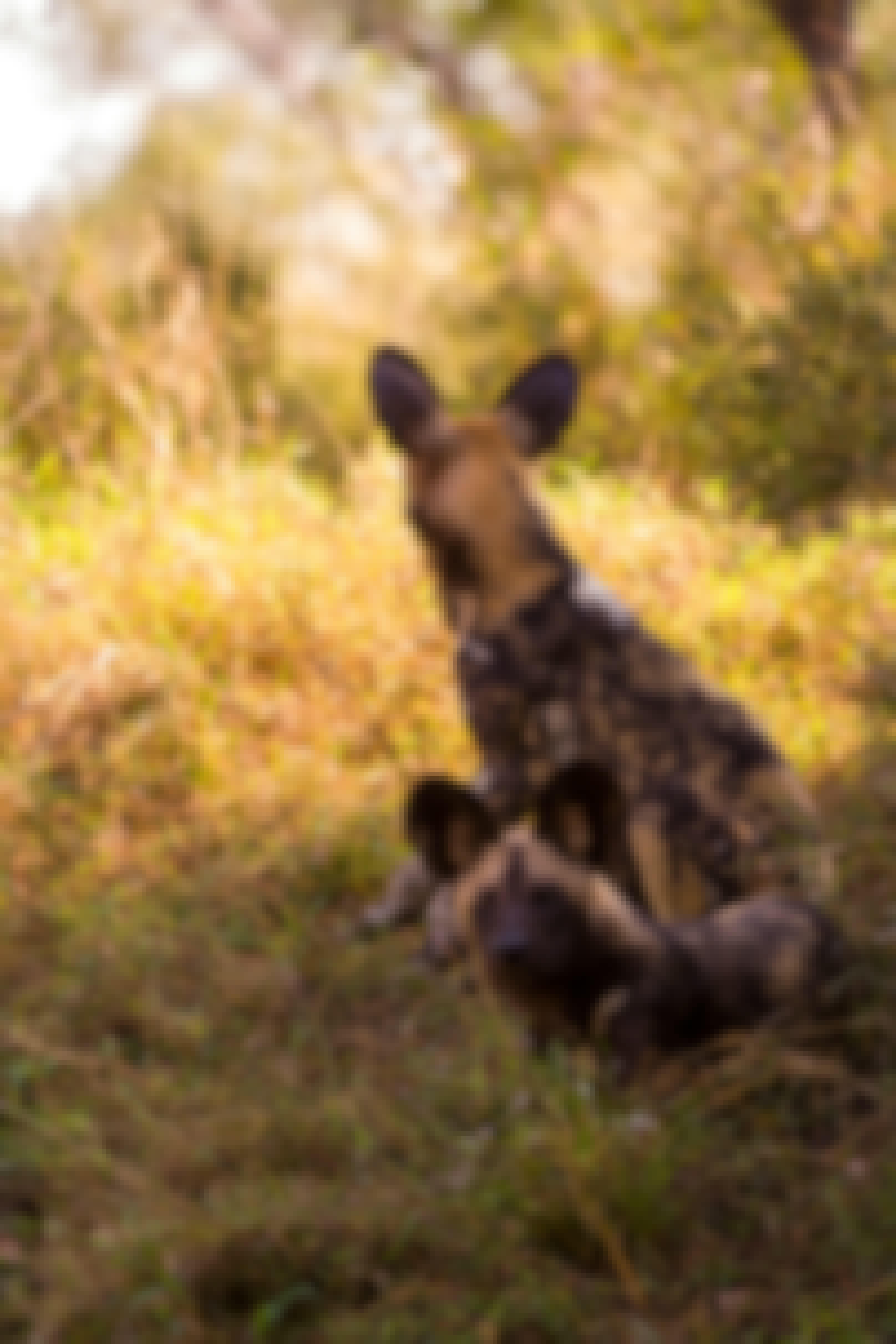 Karl Johan Nils Friberg: one Wild Dog looking away, the other looking to the camera, in the Okavango