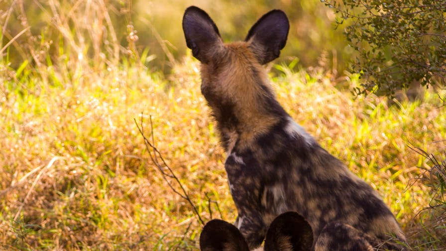 Karl Johan Nils Friberg: one Wild Dog looking away, the other looking to the camera, in the Okavango