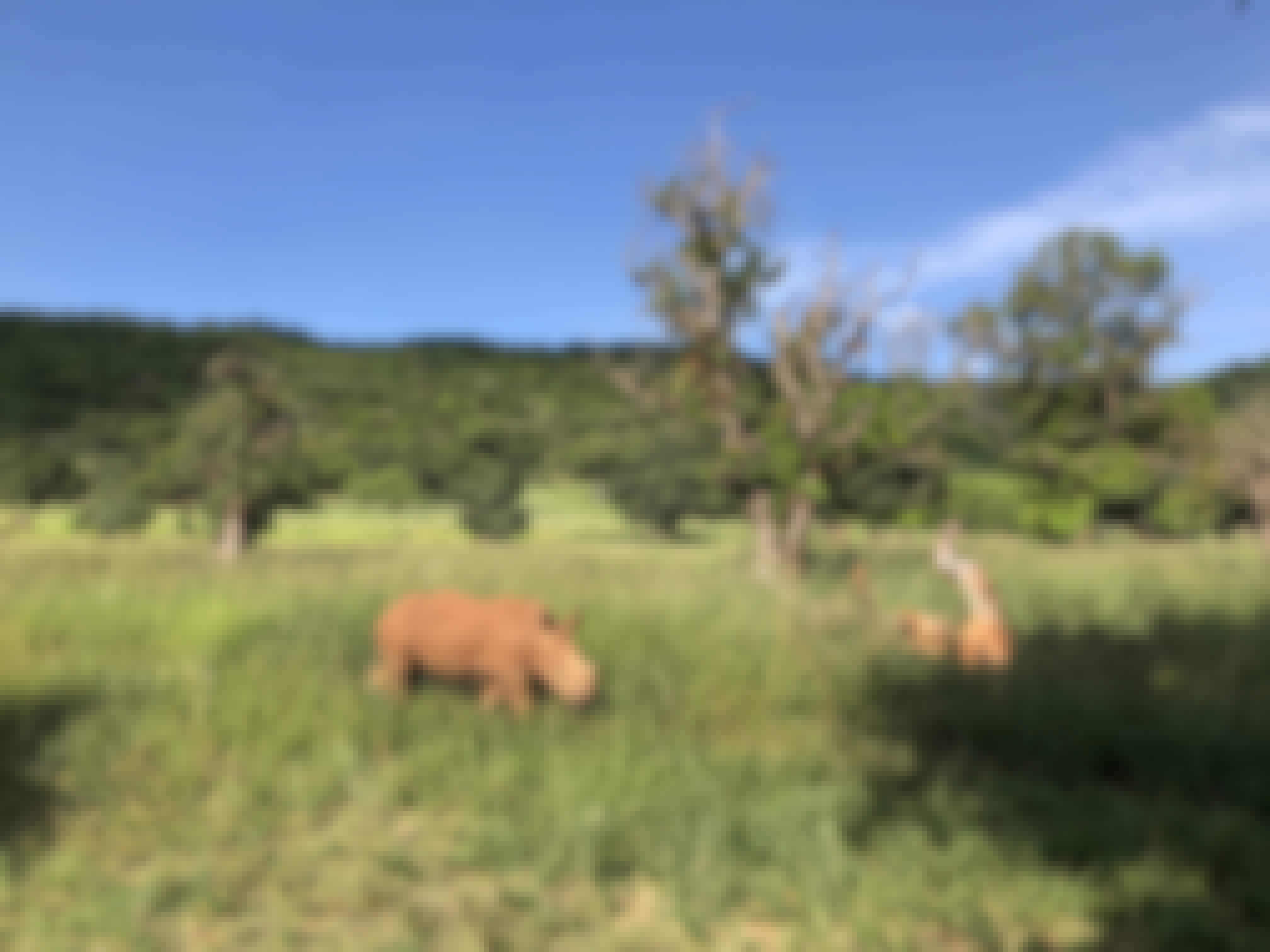 Katherine Prindle: rhino out in the bush