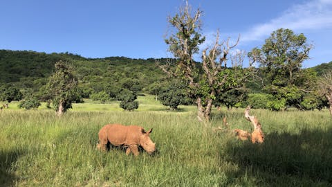 Katherine Prindle: rhino out in the bush
