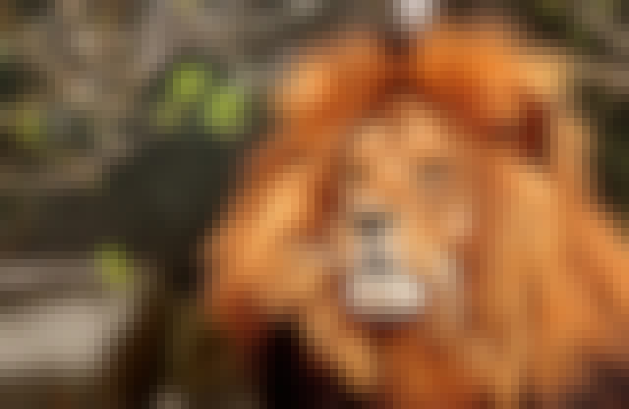 Close up of a lion