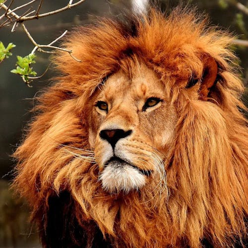 Close up of a lion