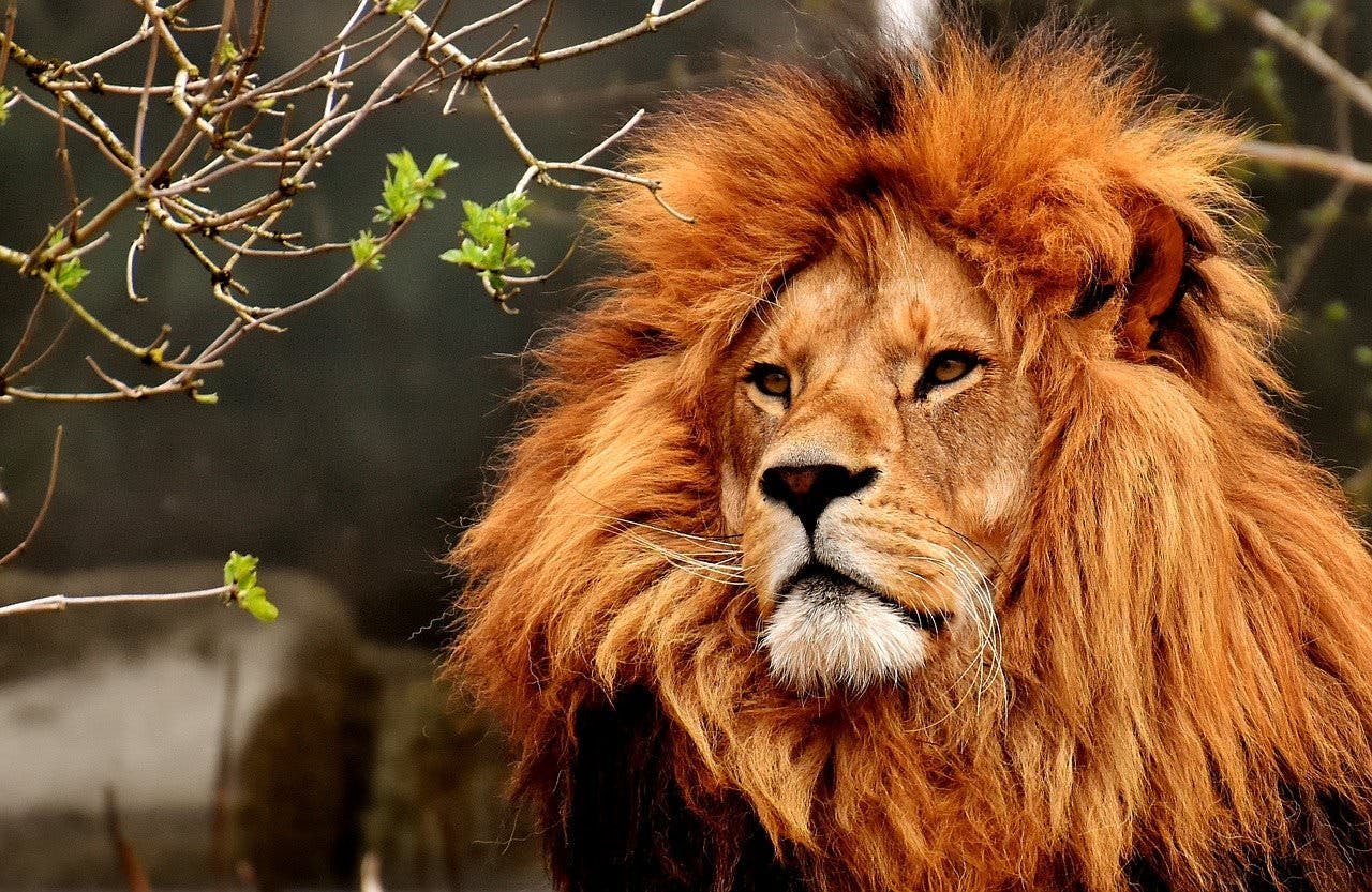 Close up of a lion