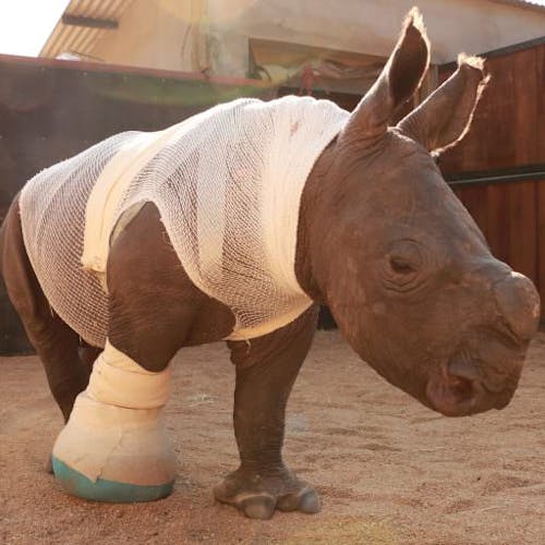 A little groggy, perhaps, and still not quite used to his special new cast, but Arthur is now on the road to recovery