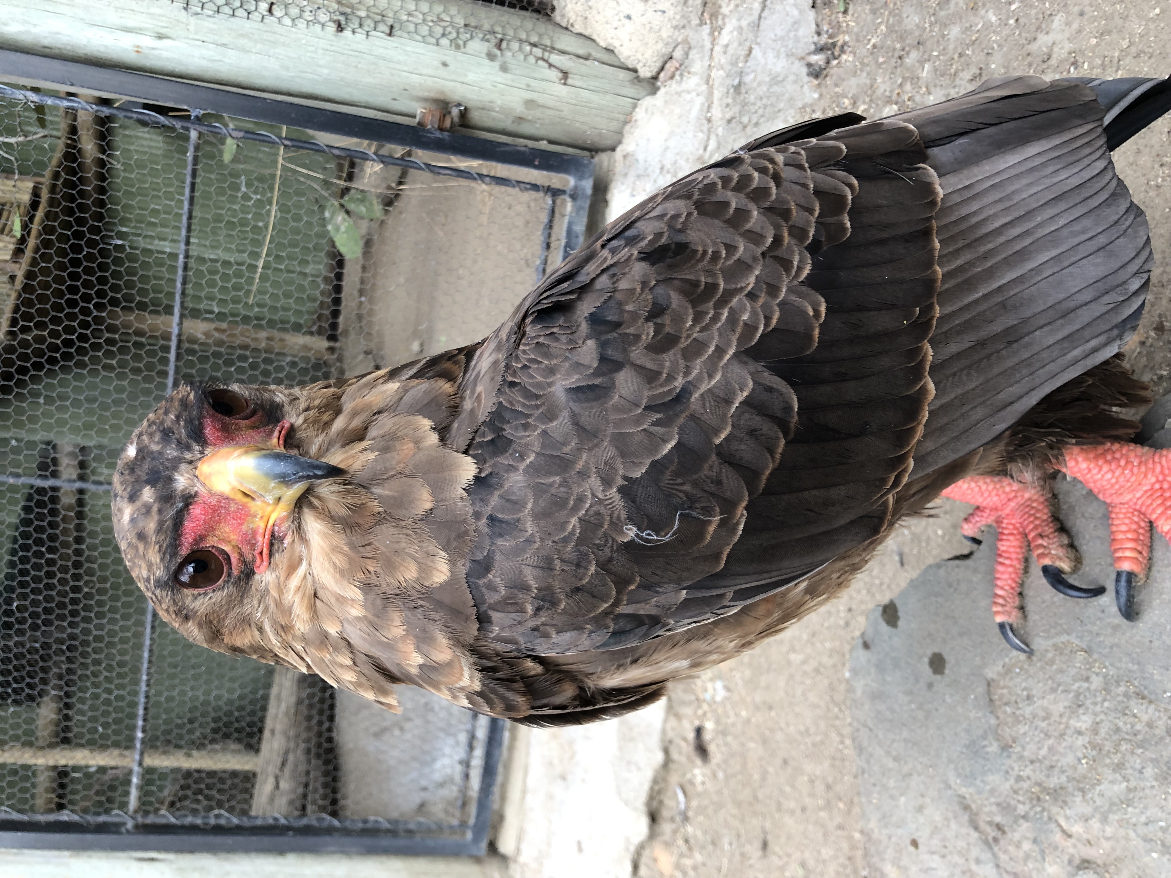 Katherine Prindle: bird at the Moholoholo Rehabilitation Centre