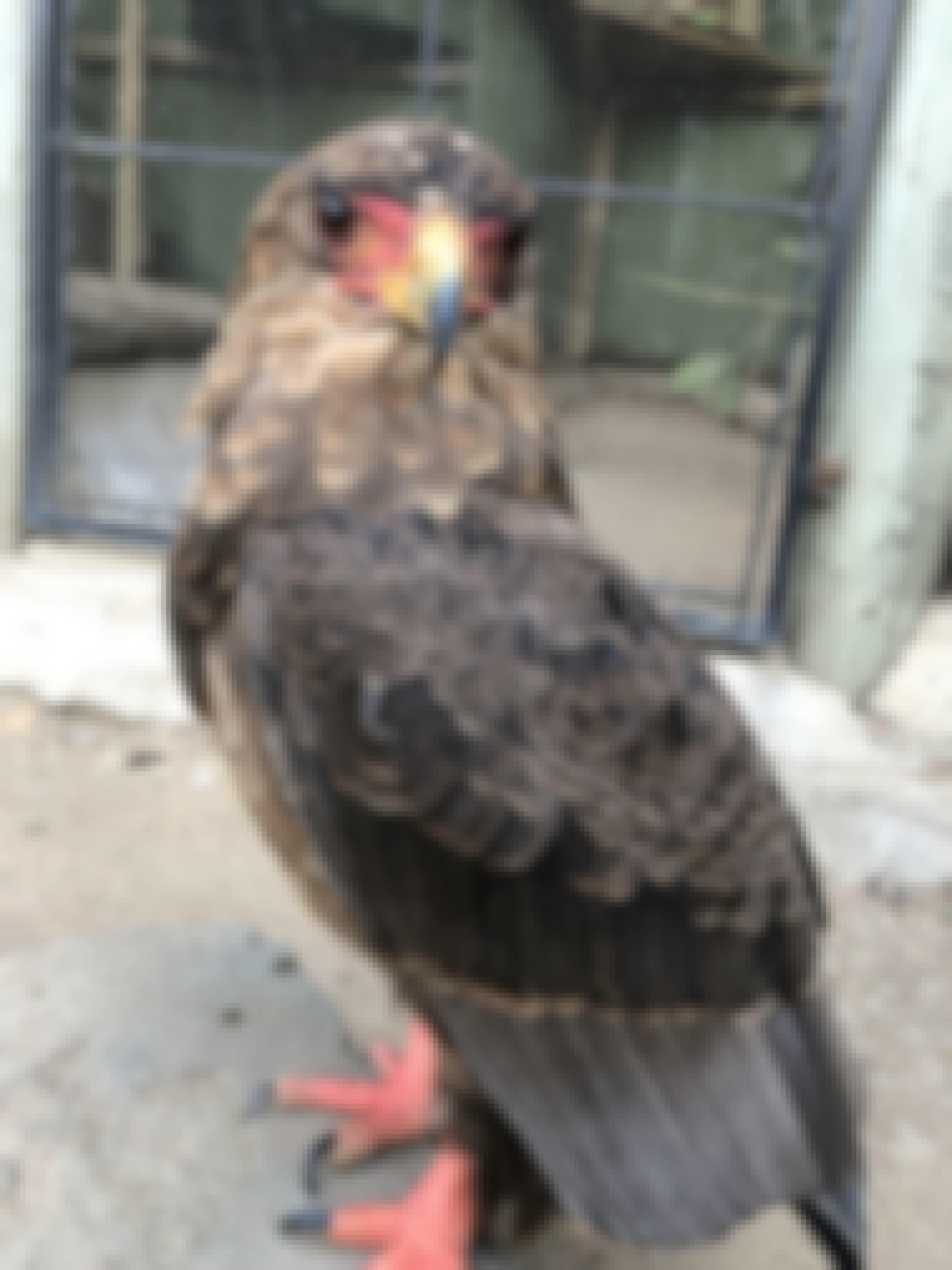 Katherine Prindle: bird at the Moholoholo Rehabilitation Centre