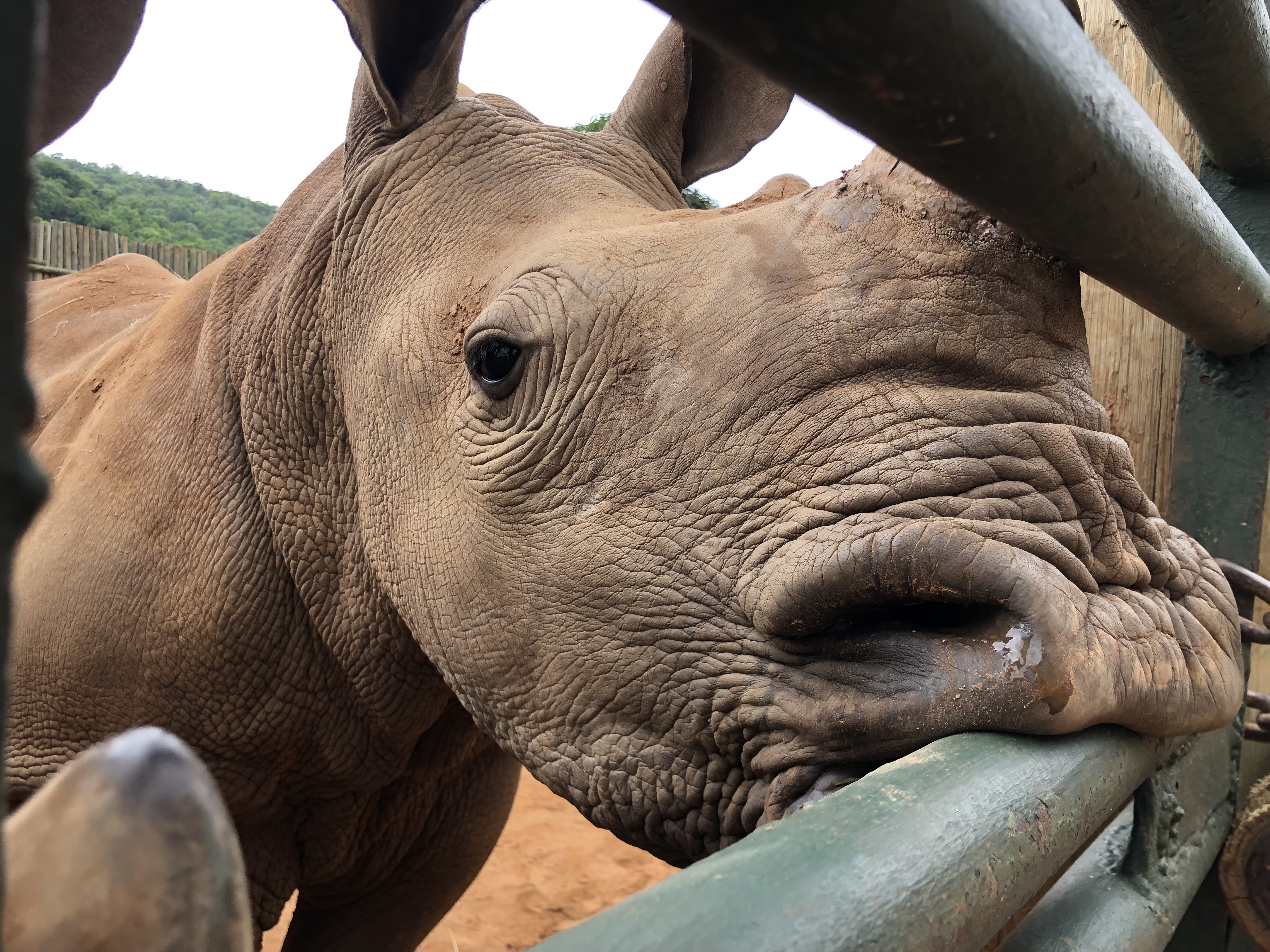Katherine Prindle: close-up of a baby rhino at Care for Wild Africa
