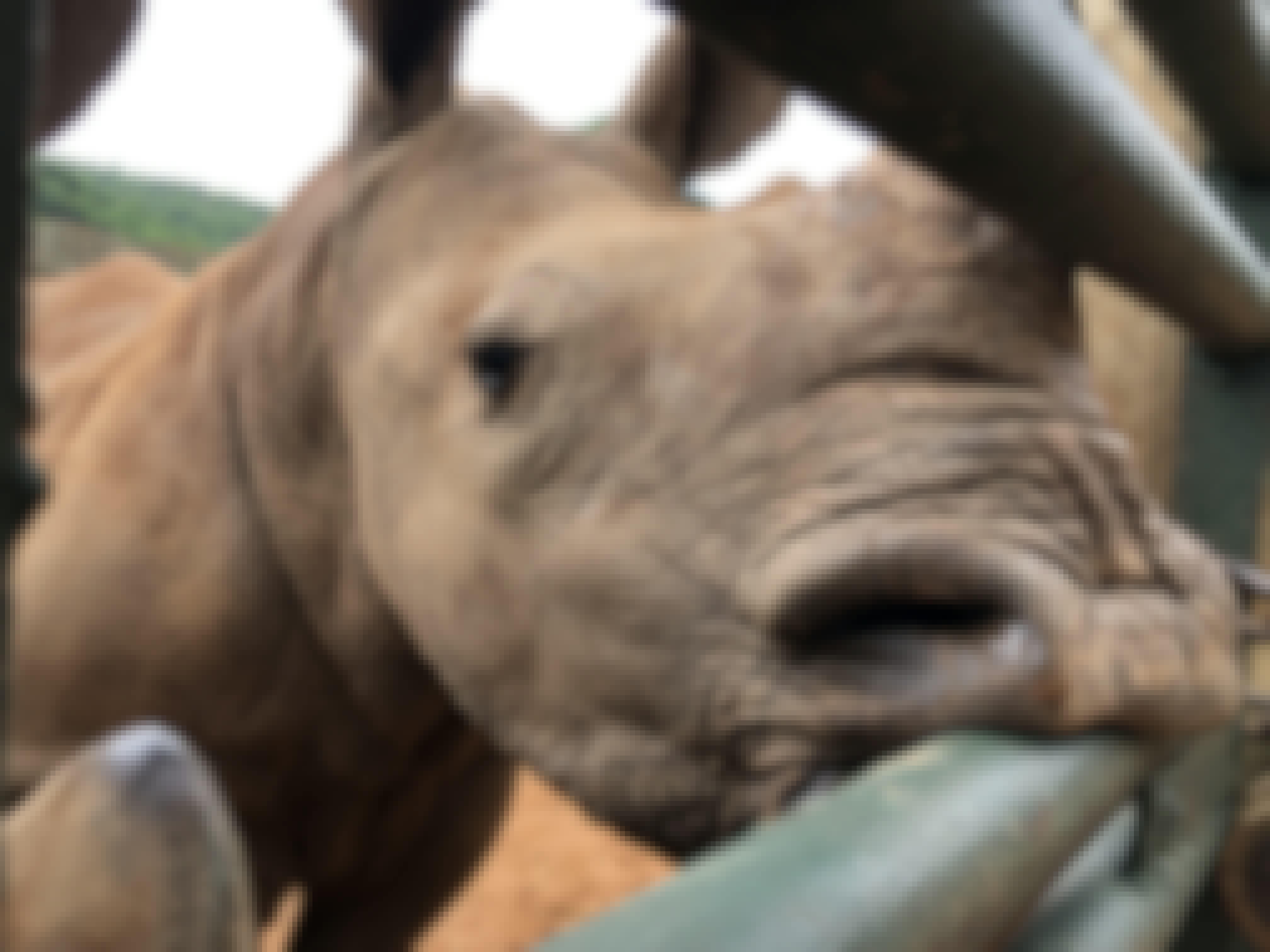 Katherine Prindle: close-up of a baby rhino at Care for Wild Africa