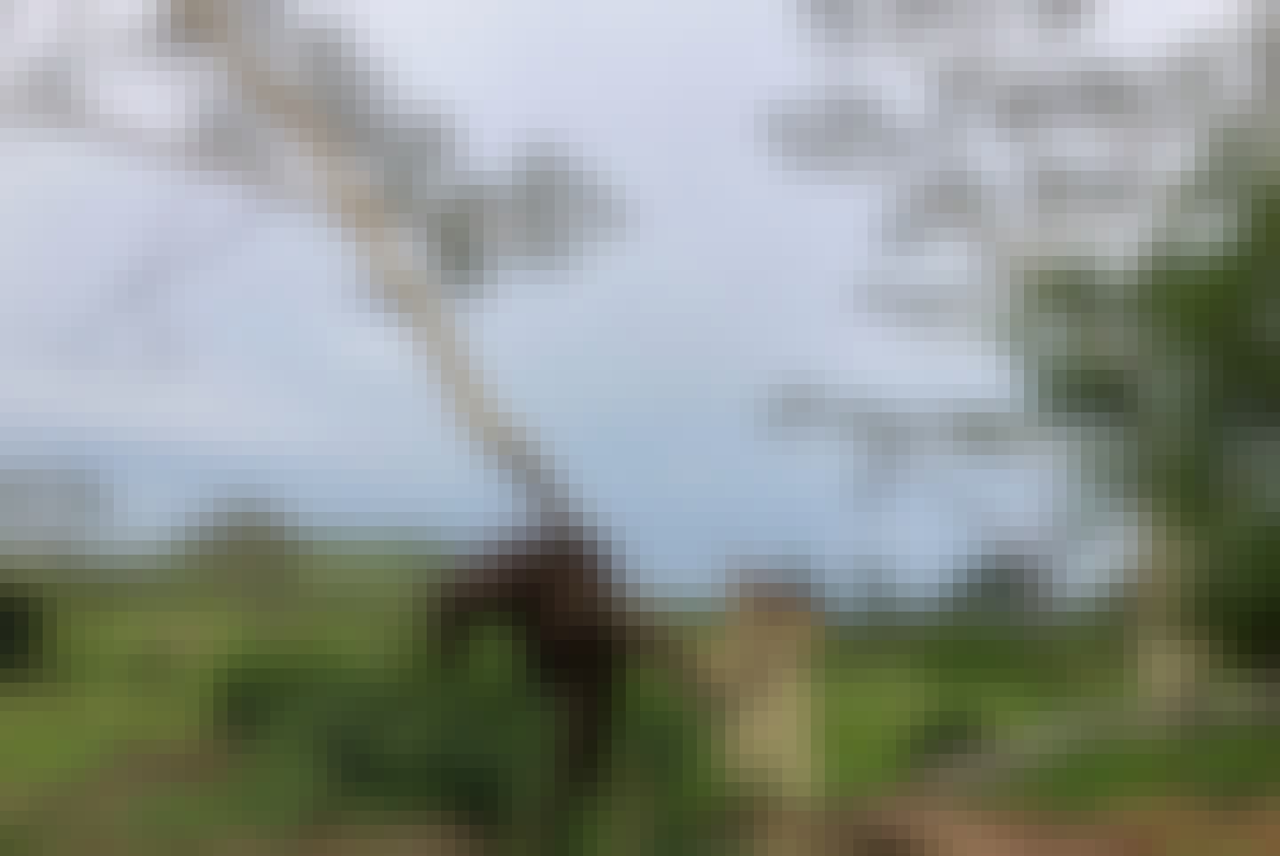 Katherine Prindle: elephant scratching itself on a tree in the bush