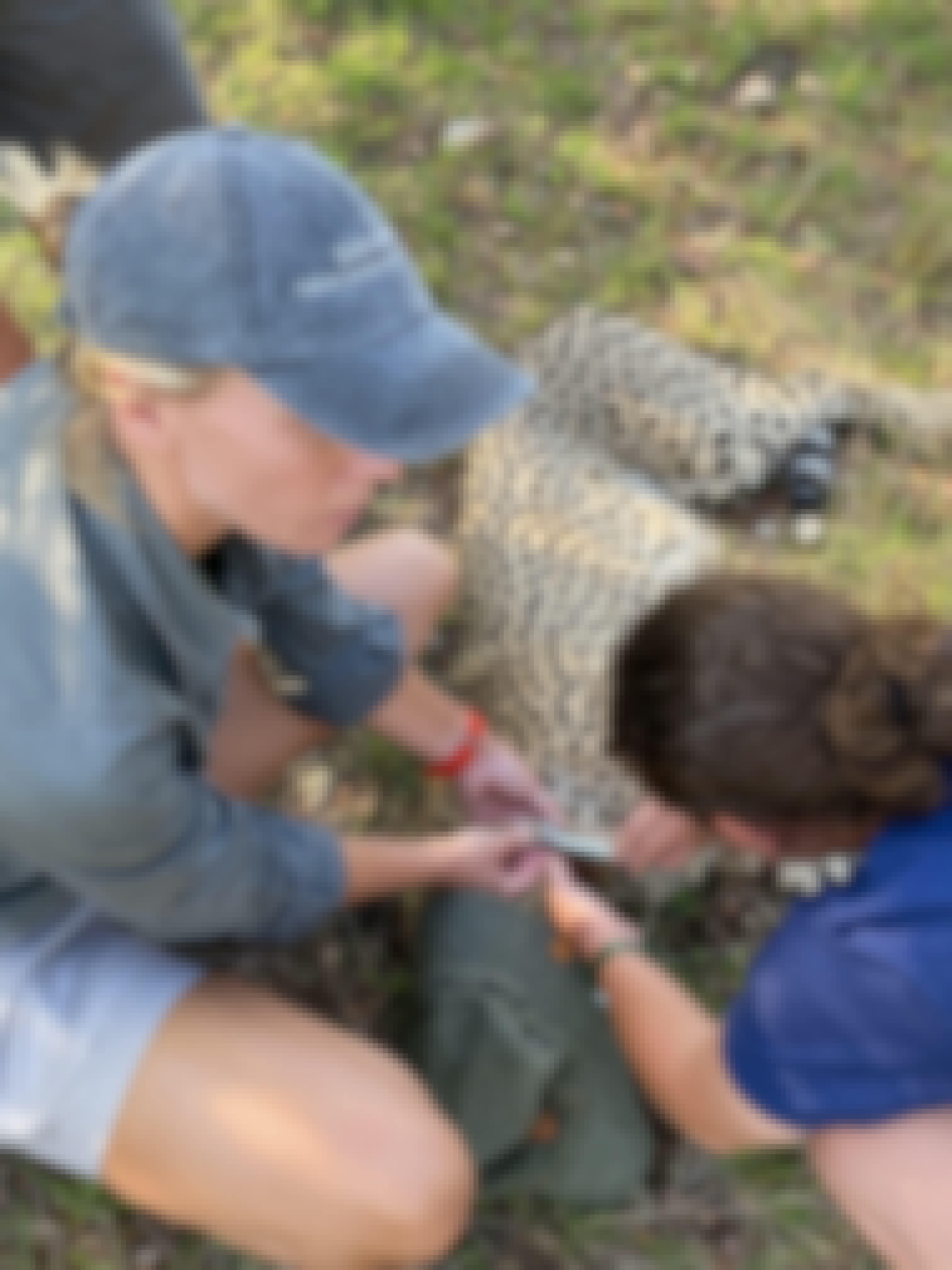 Katherine Prindle: assisting with cheetah de-collaring at Phinda Private Game Reserve