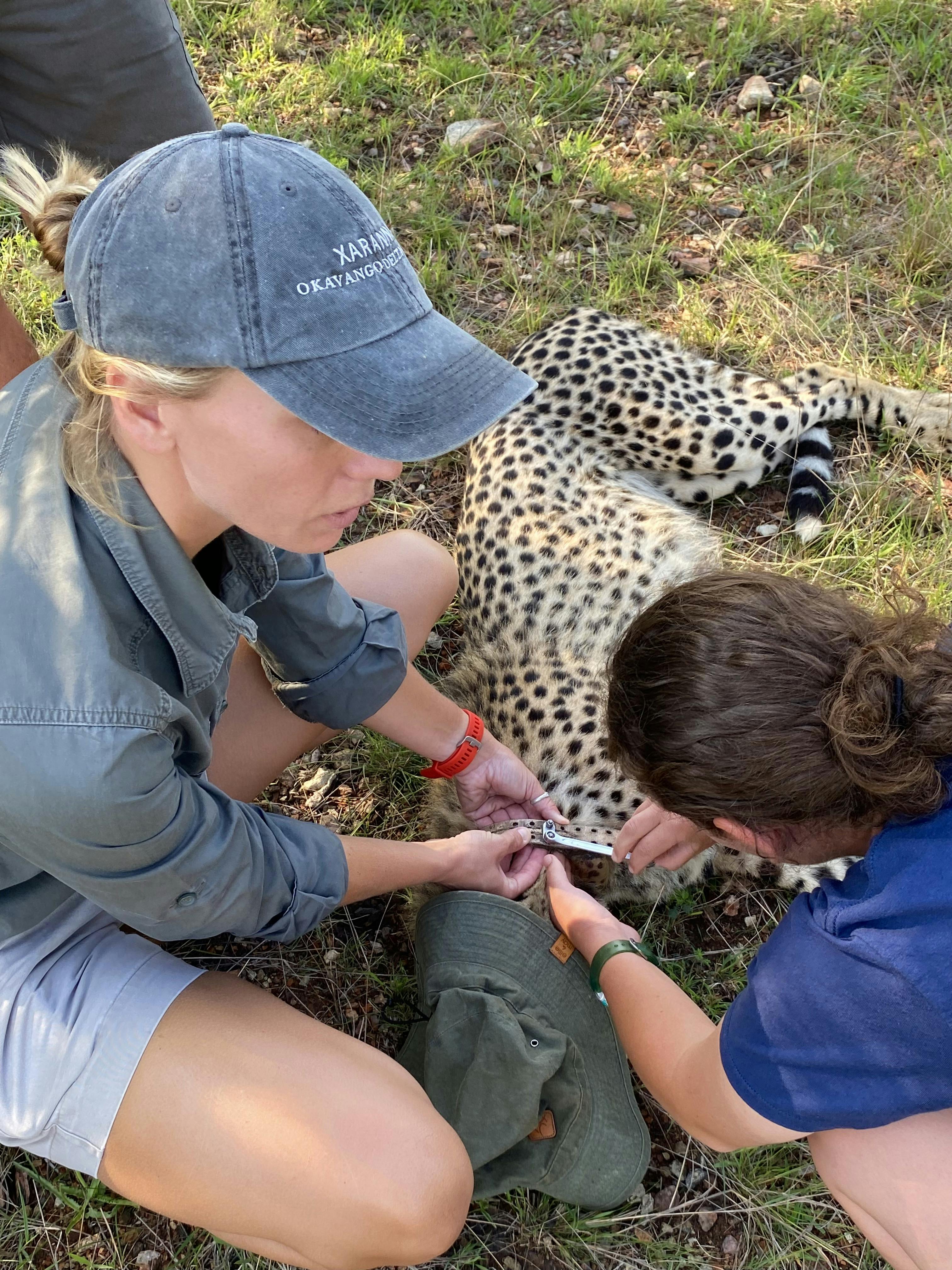 Katherine Prindle: assisting with cheetah de-collaring at Phinda Private Game Reserve
