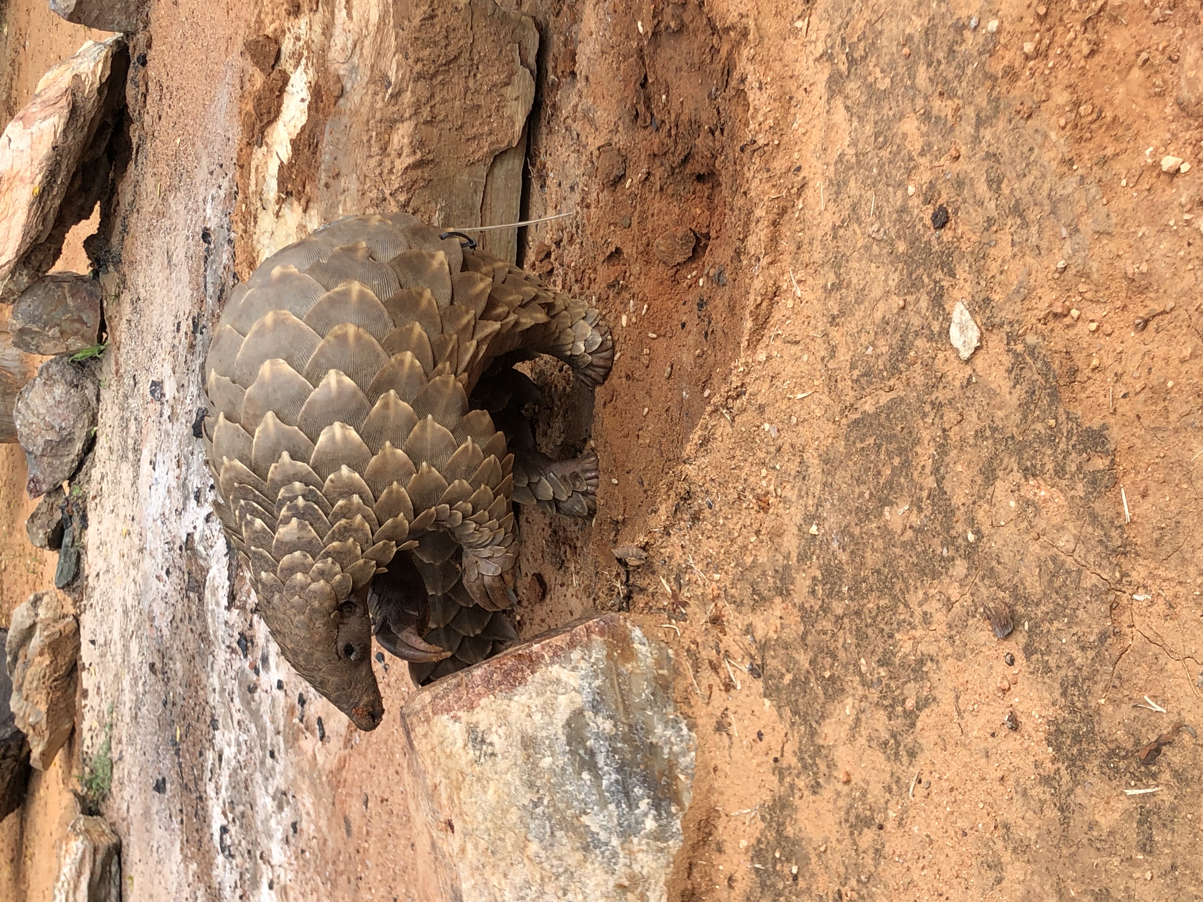 Katherine Prindle: close-up of a Pangolin at Phinda Private Game Reserve