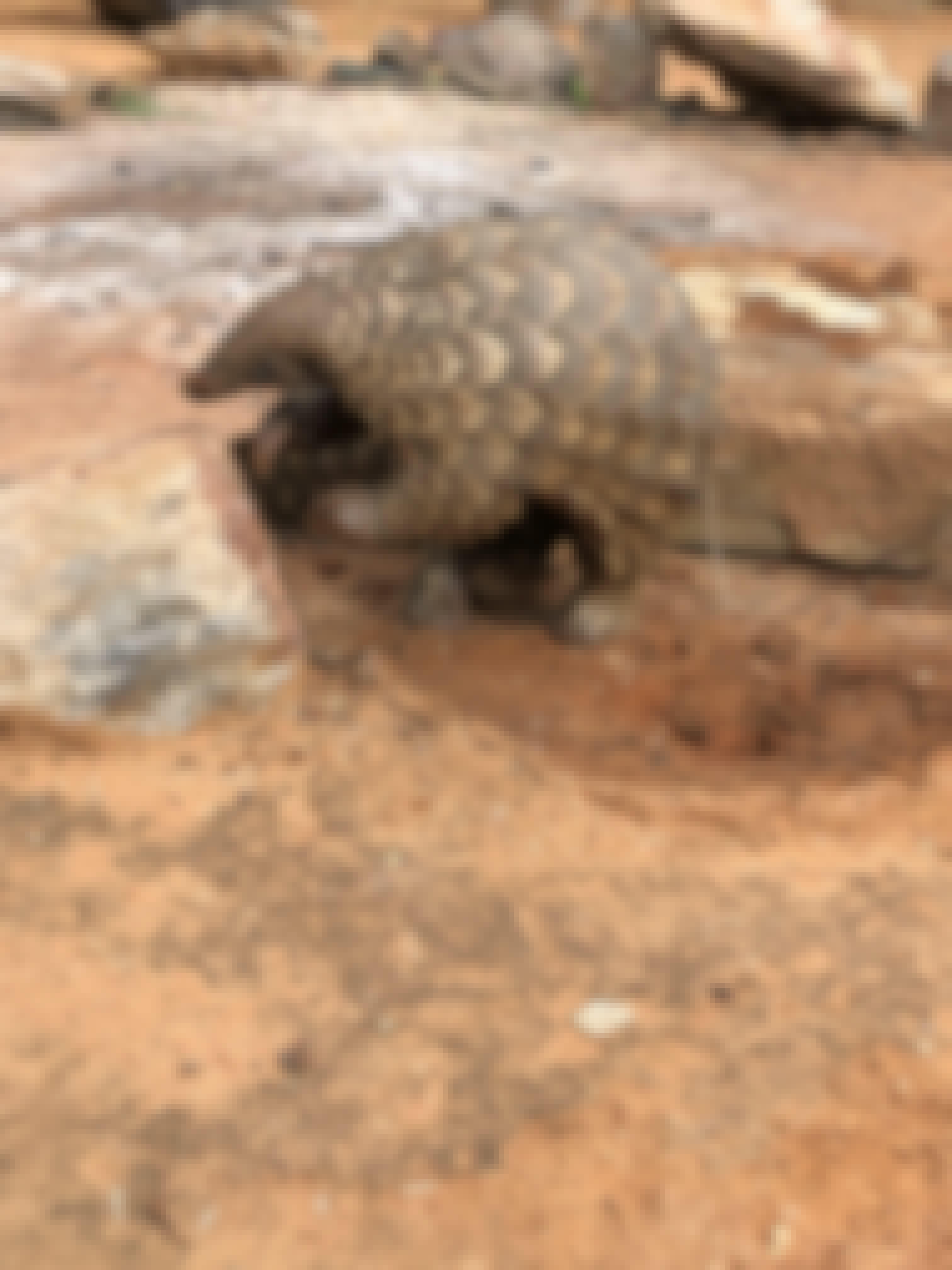 Katherine Prindle: close-up of a Pangolin at Phinda Private Game Reserve
