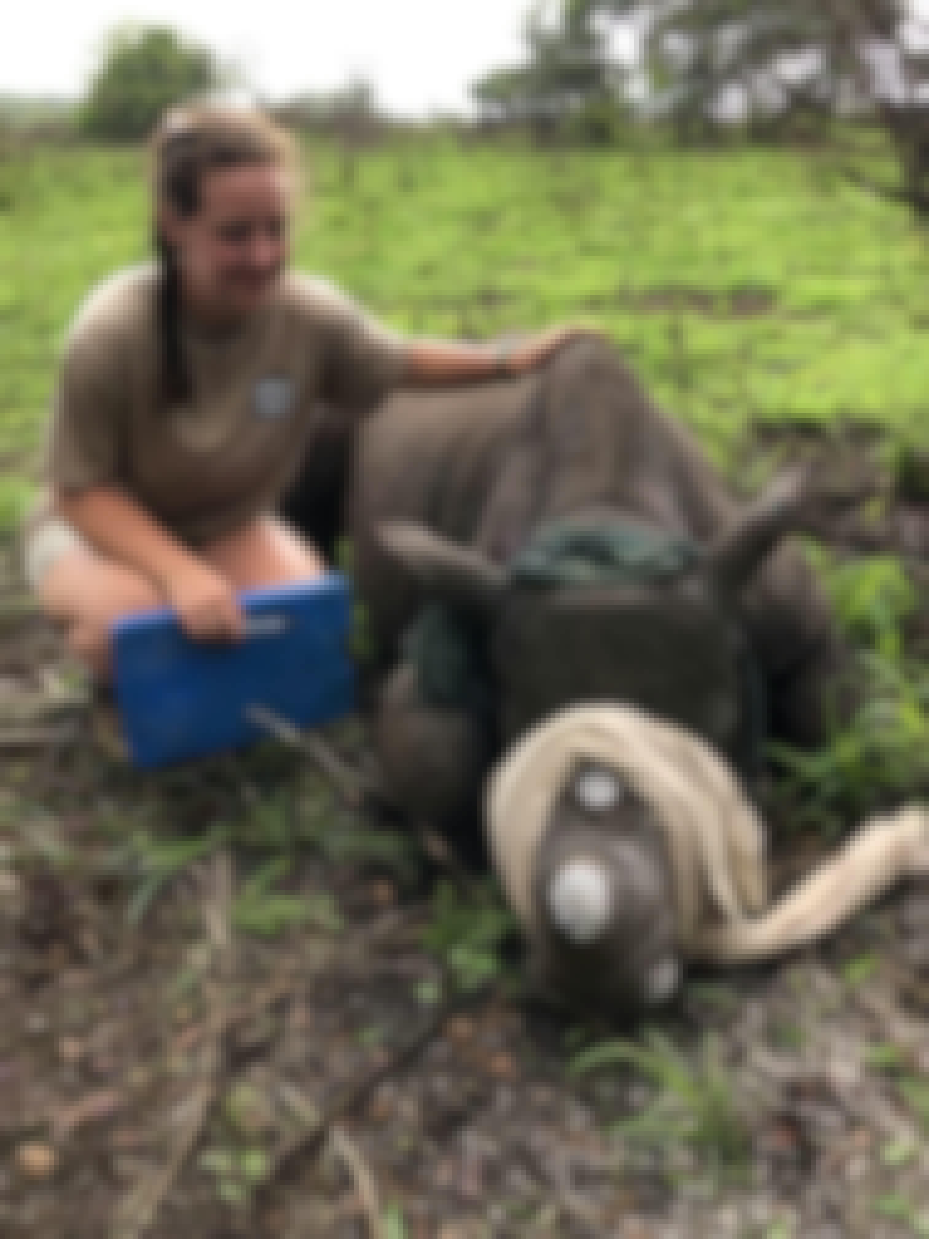 Katherine Prindle: sat with a sedated rhino following horn trimming at Phinda Private Game Reserve