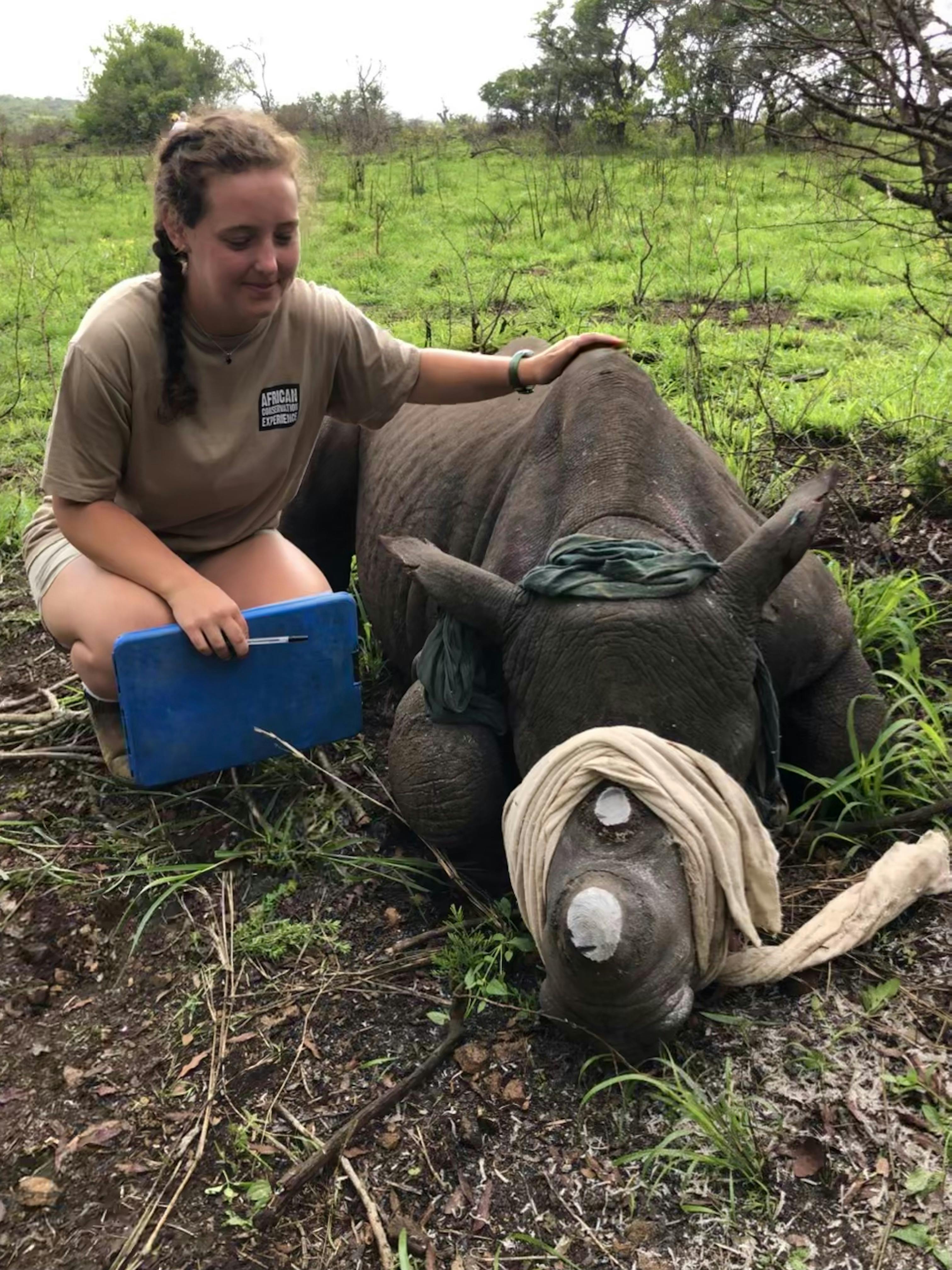 Katherine Prindle: sat with a sedated rhino following horn trimming at Phinda Private Game Reserve