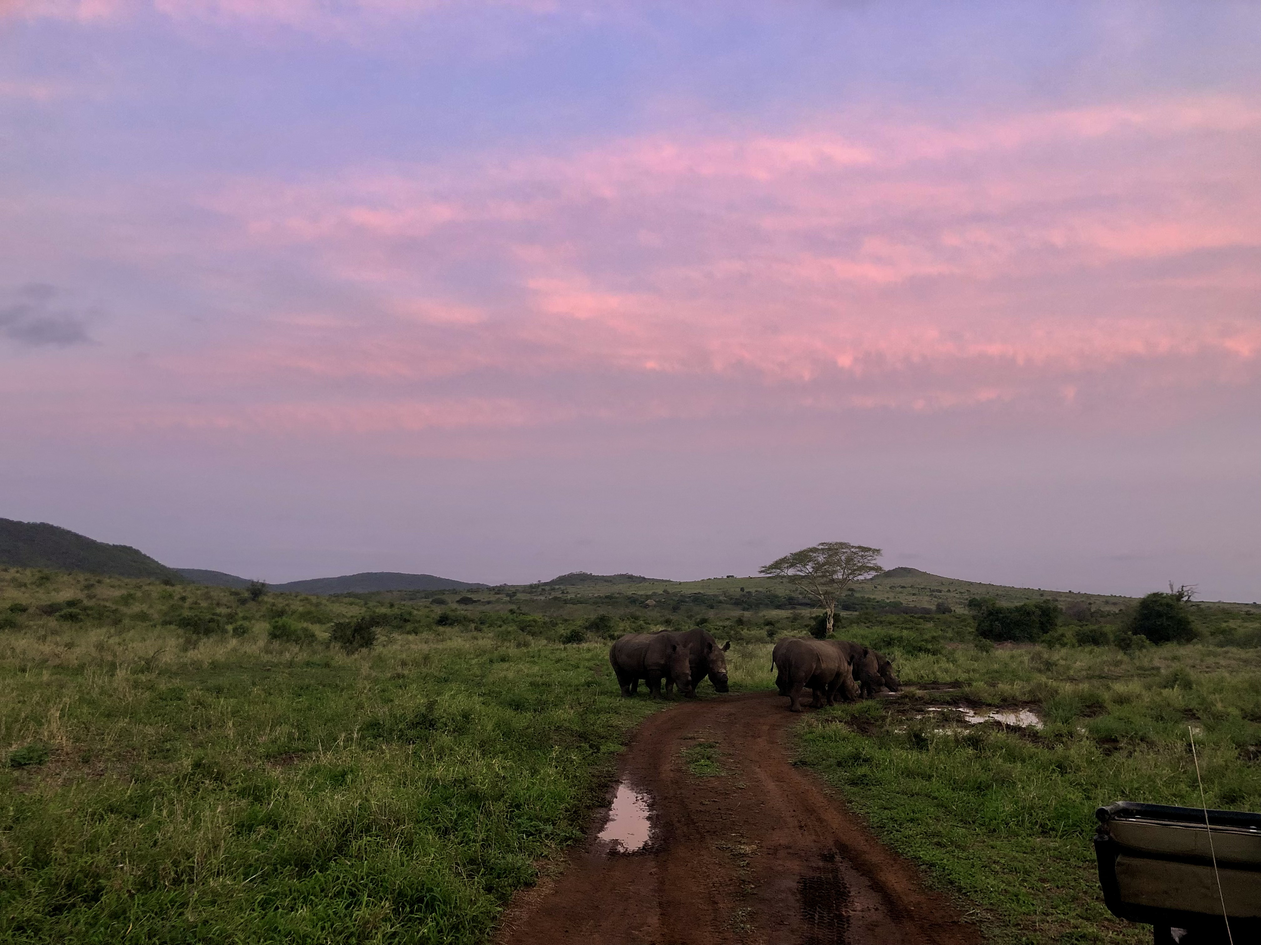 Katherine Prindle: rhinos in the bush with a sunset behind