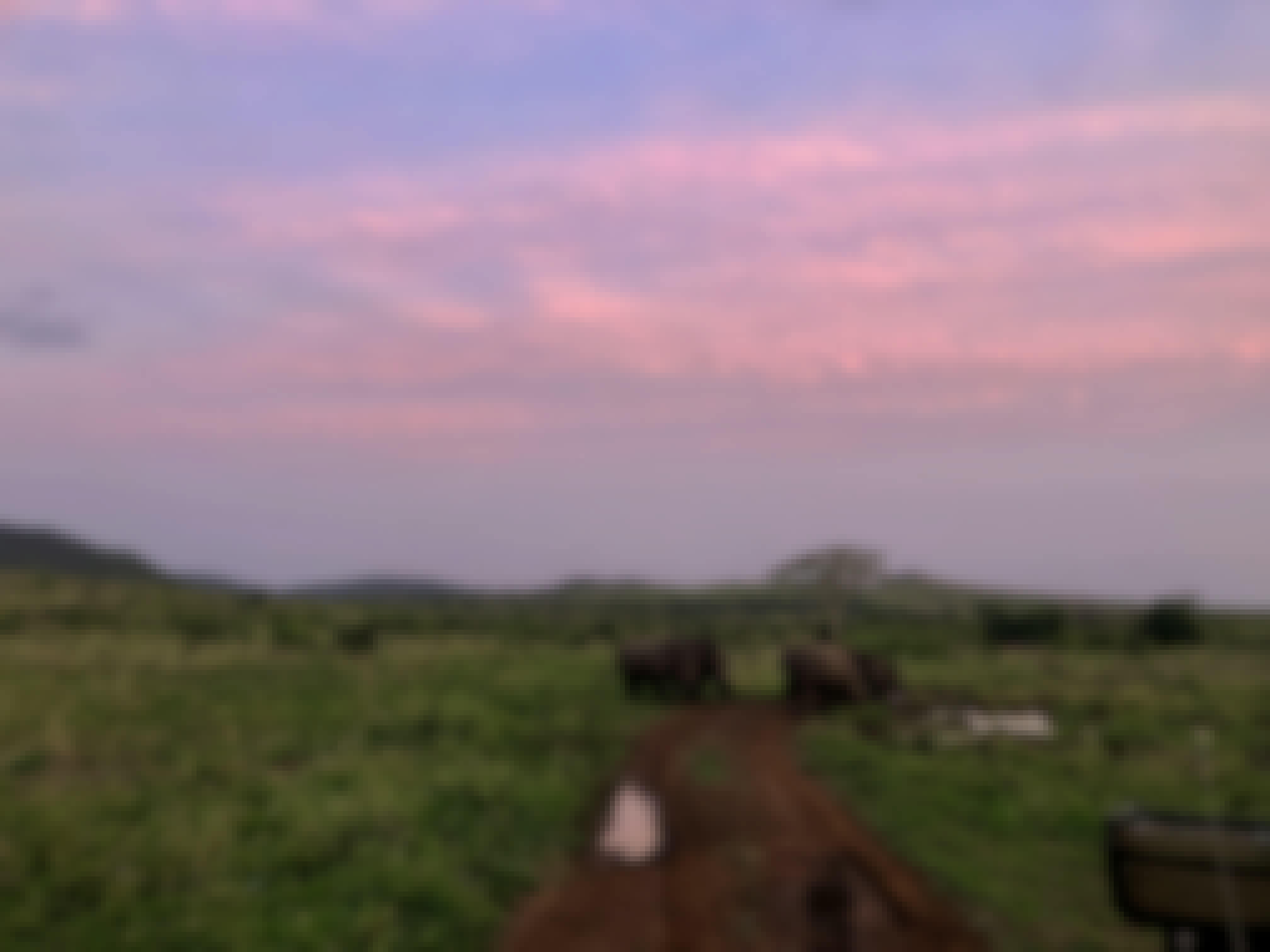 Katherine Prindle: rhinos in the bush with a sunset behind