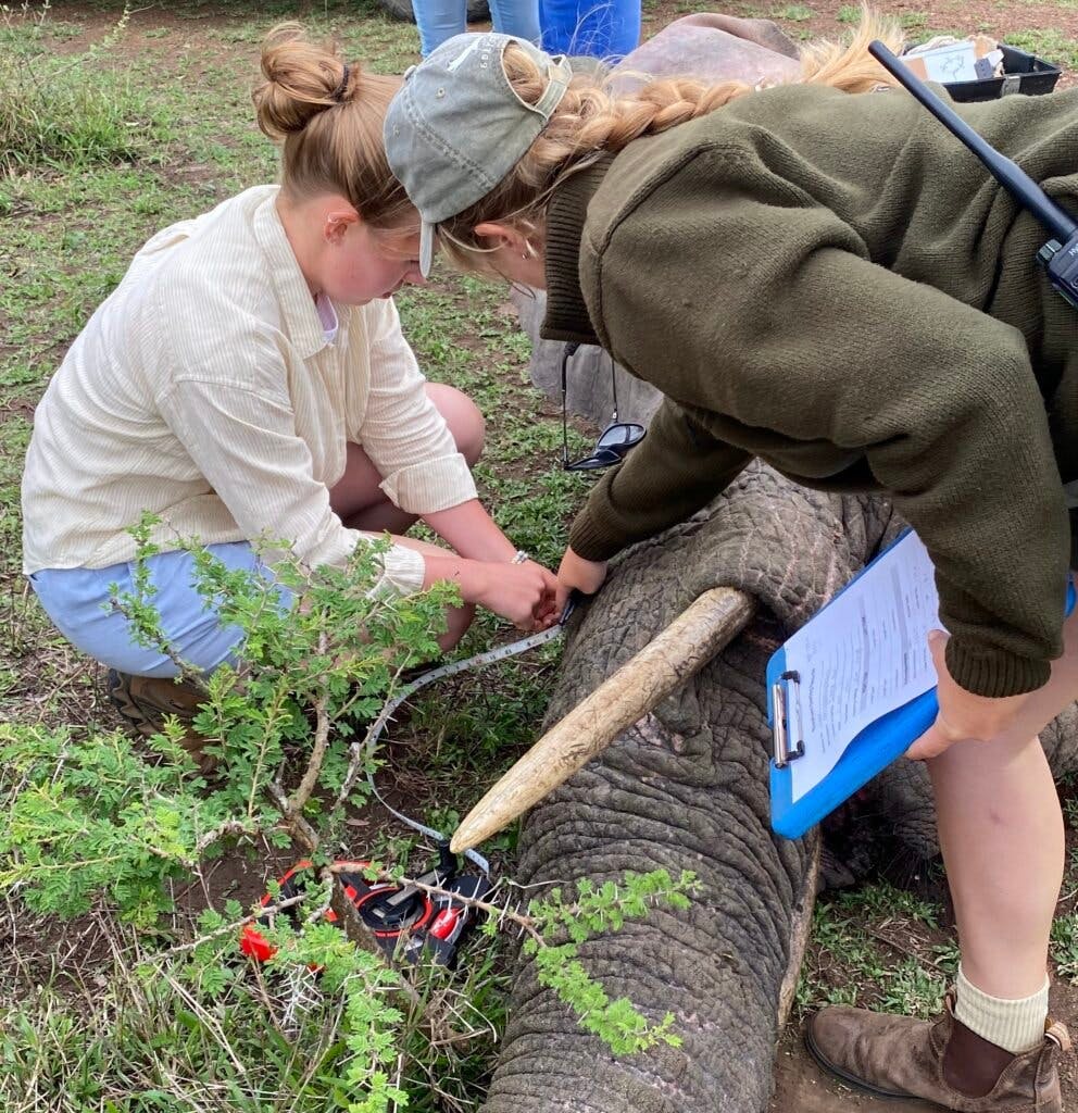 Gap Year Experiences with ACE: sedated elephant