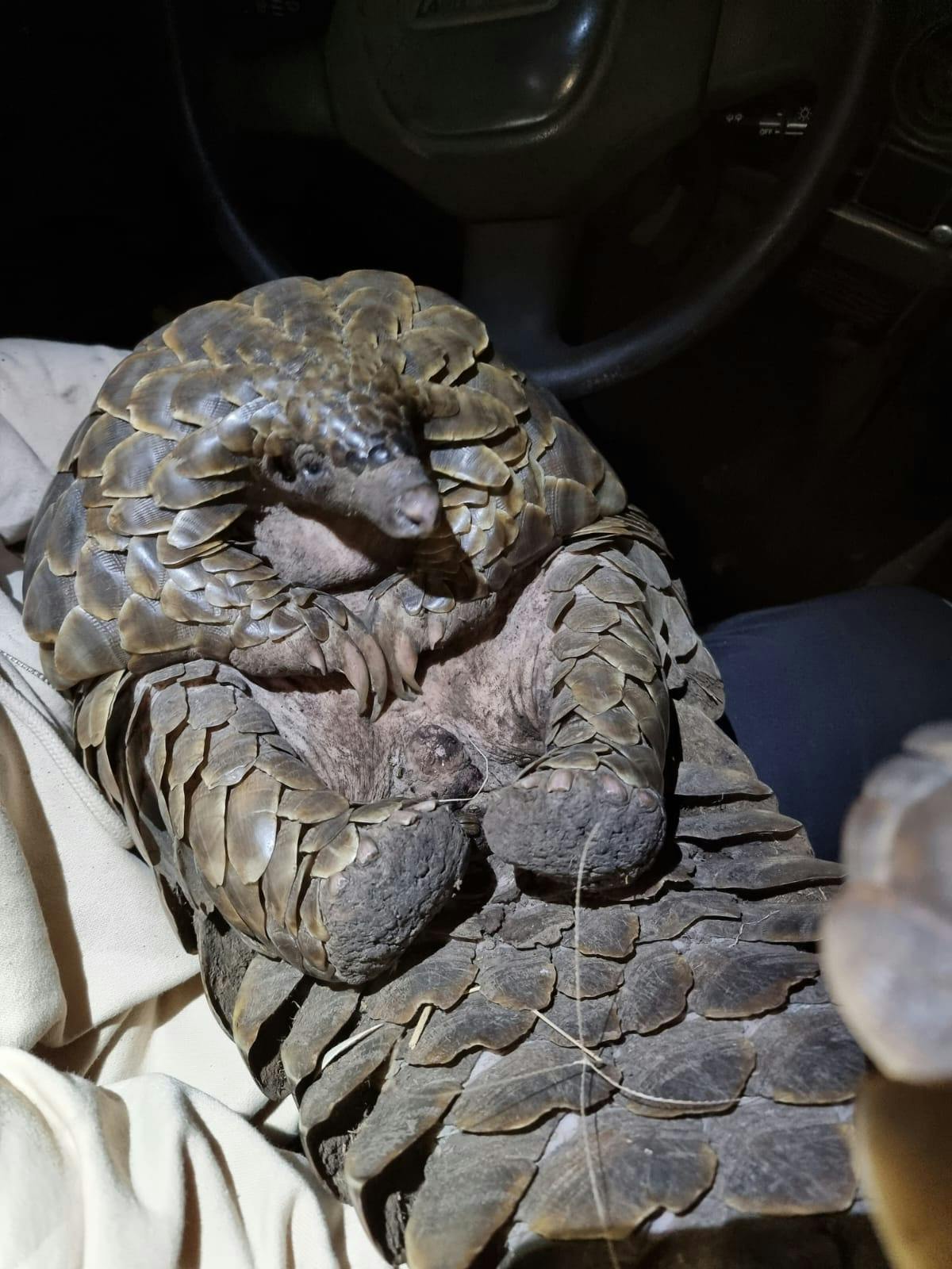 Lara and Dione: Pangolin at night