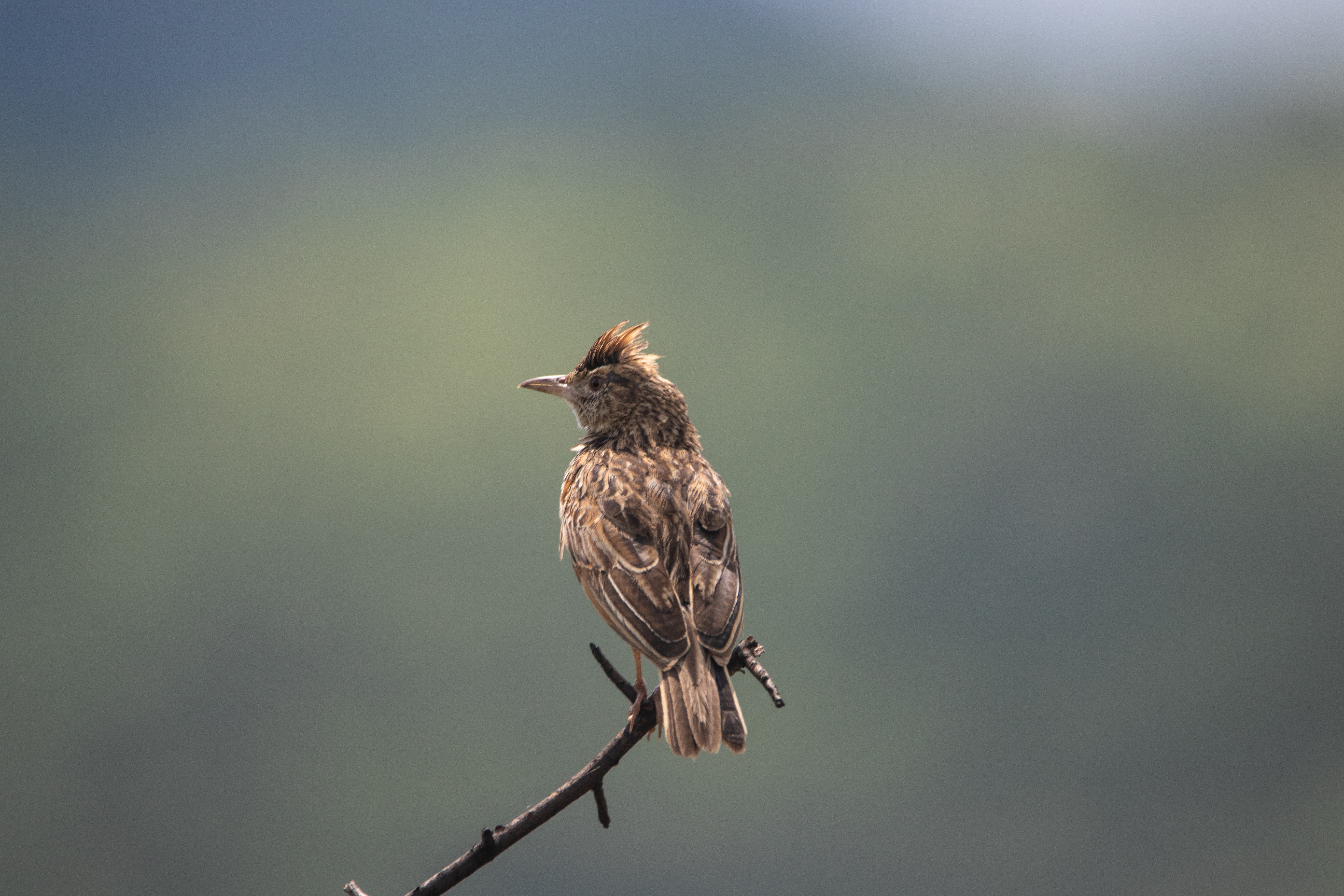 Lark perched on the top of a twig