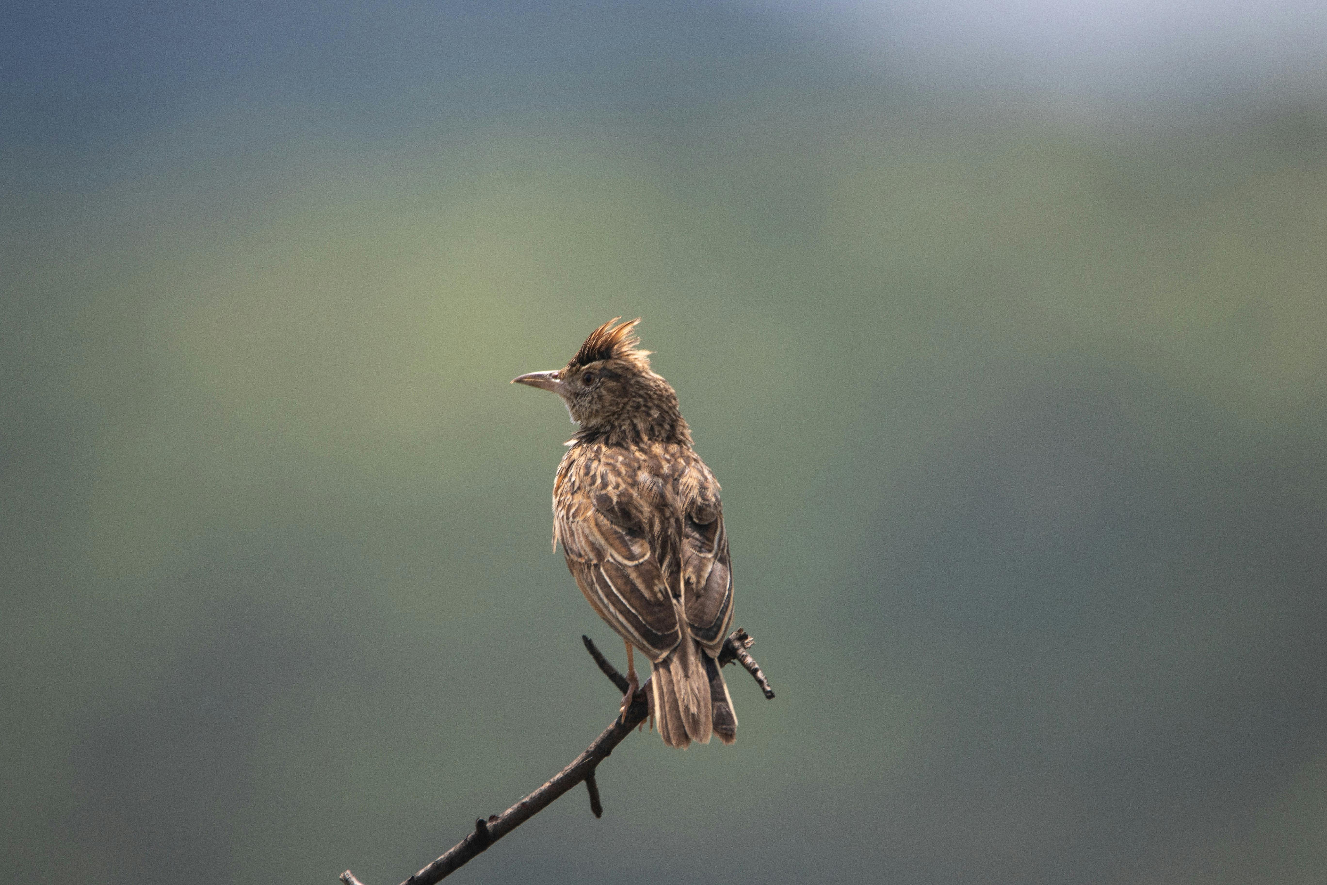 Lark perched on the top of a twig
