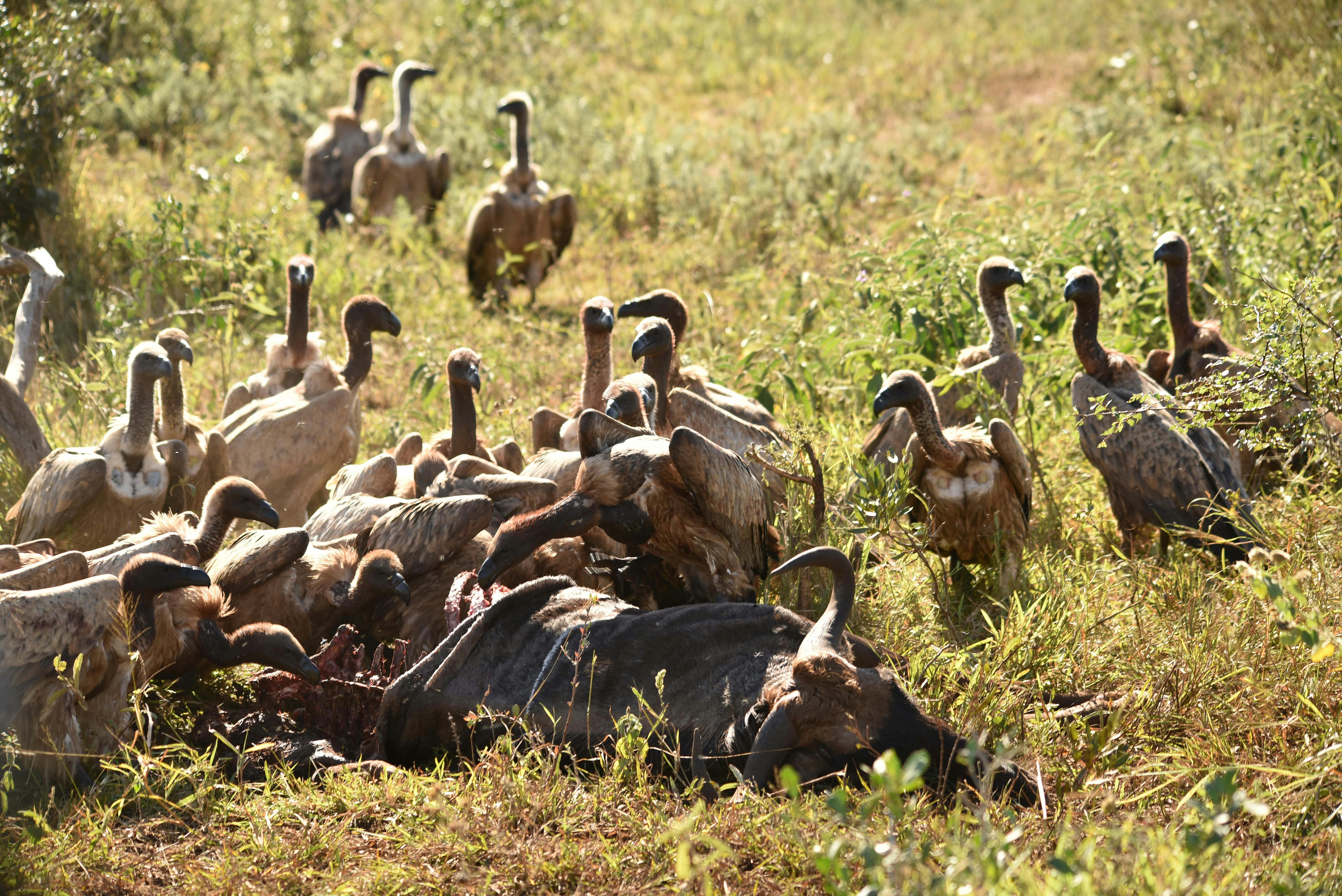 Vultures feeding