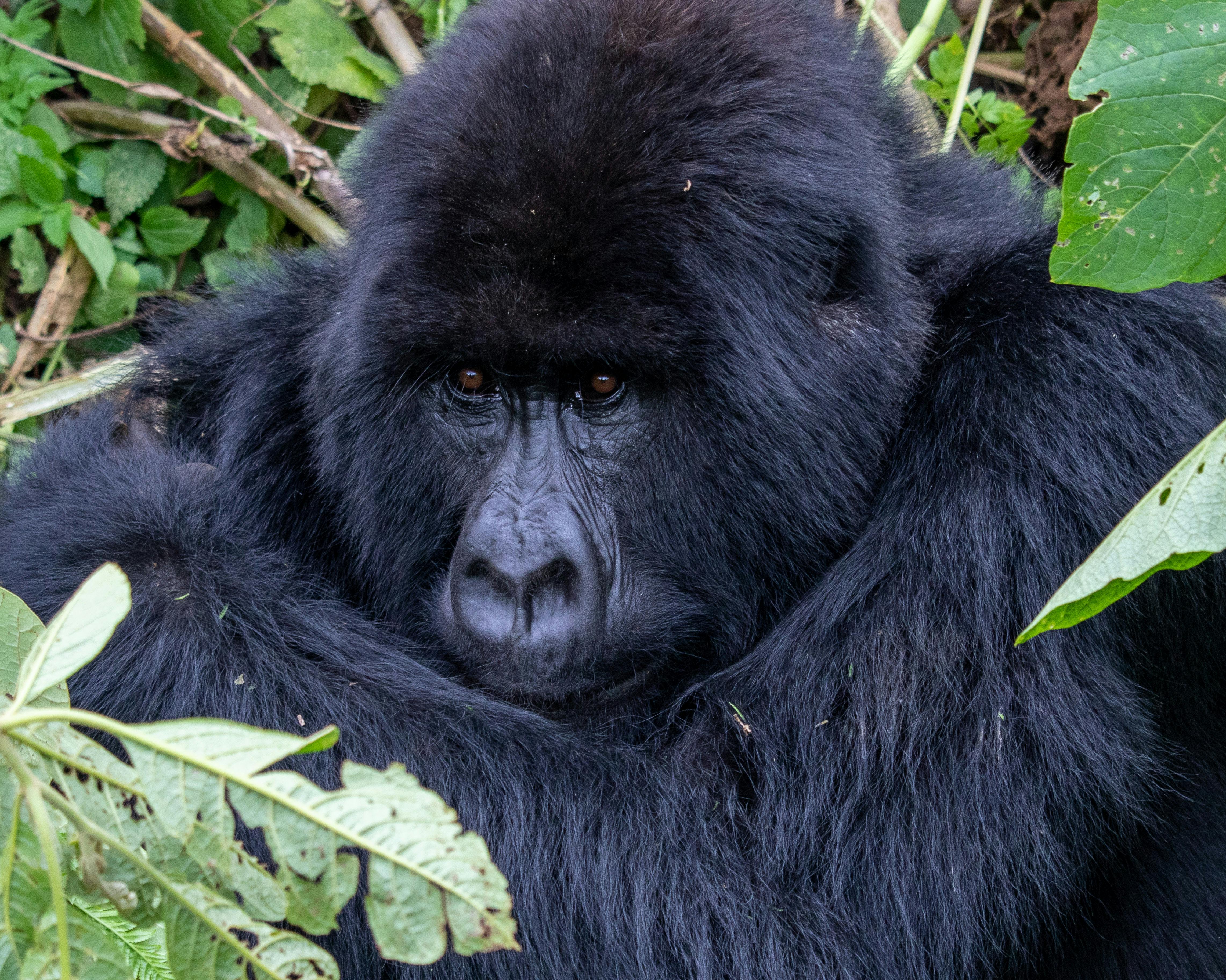 Close up of an Ape