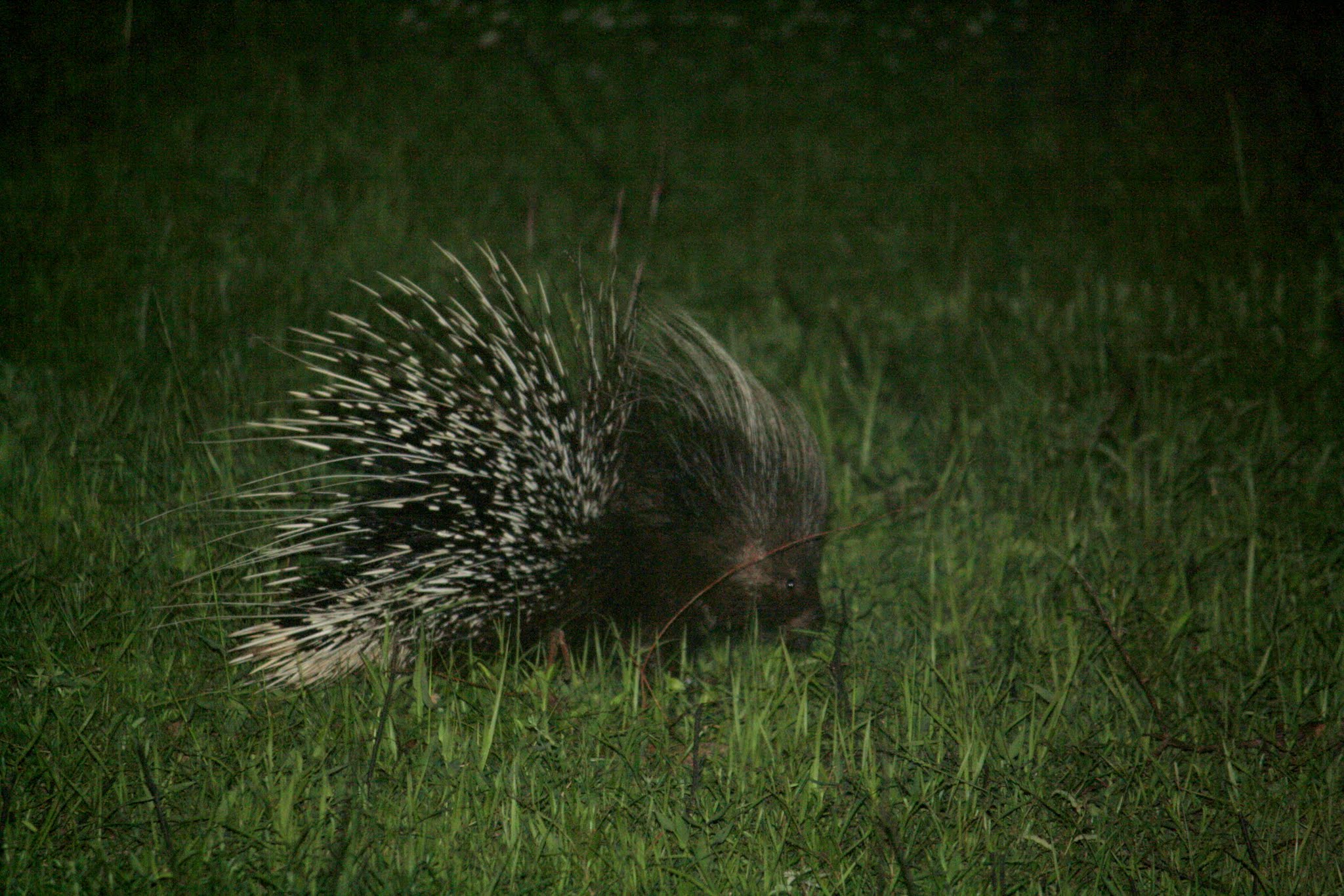 Porcupine with erect spines