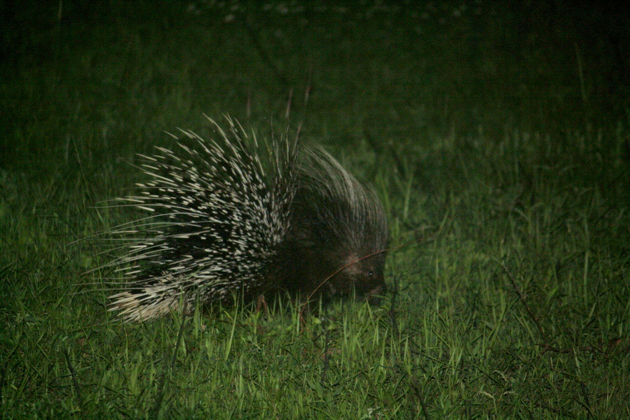 Porcupine with erect spines