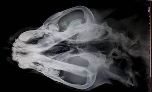 X Ray