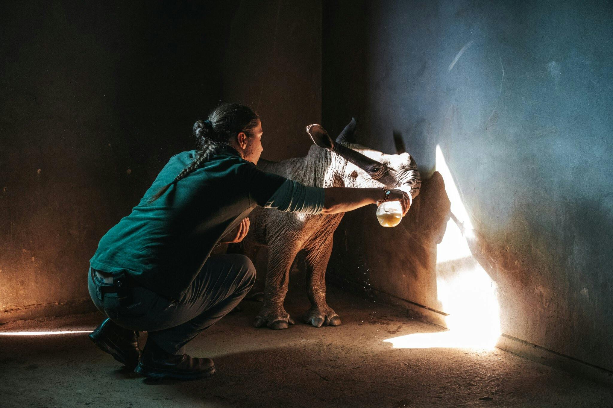 ACE volunteer feeding a baby rhino calf with a bottle