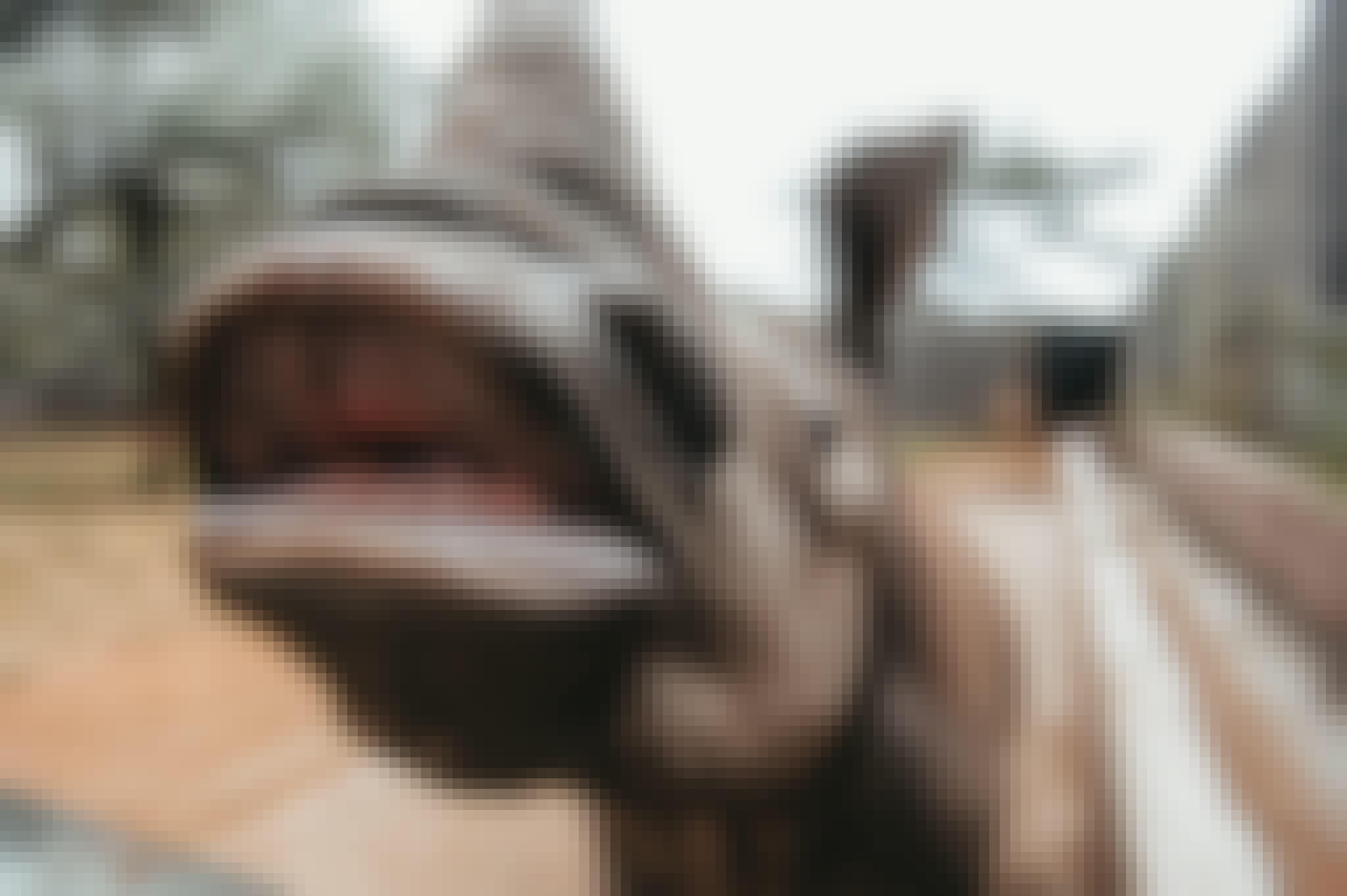 Baby rhino close up, The Rhino Orphanage