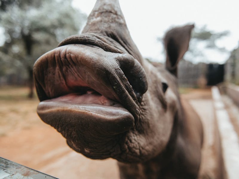 Baby rhino close up, The Rhino Orphanage