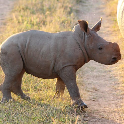Baby rhino