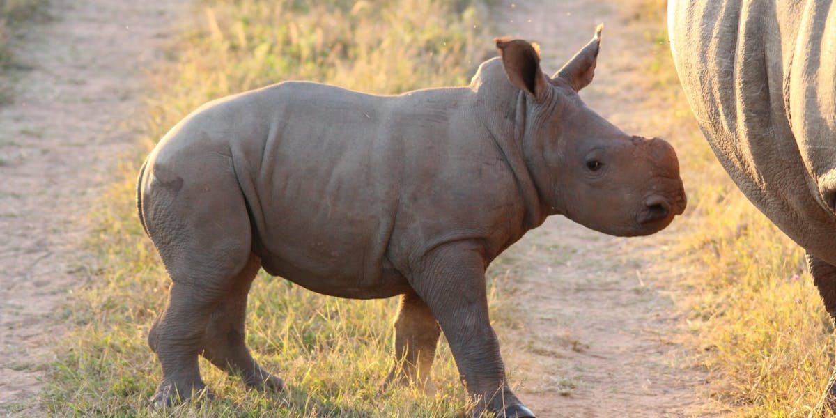 Baby rhino