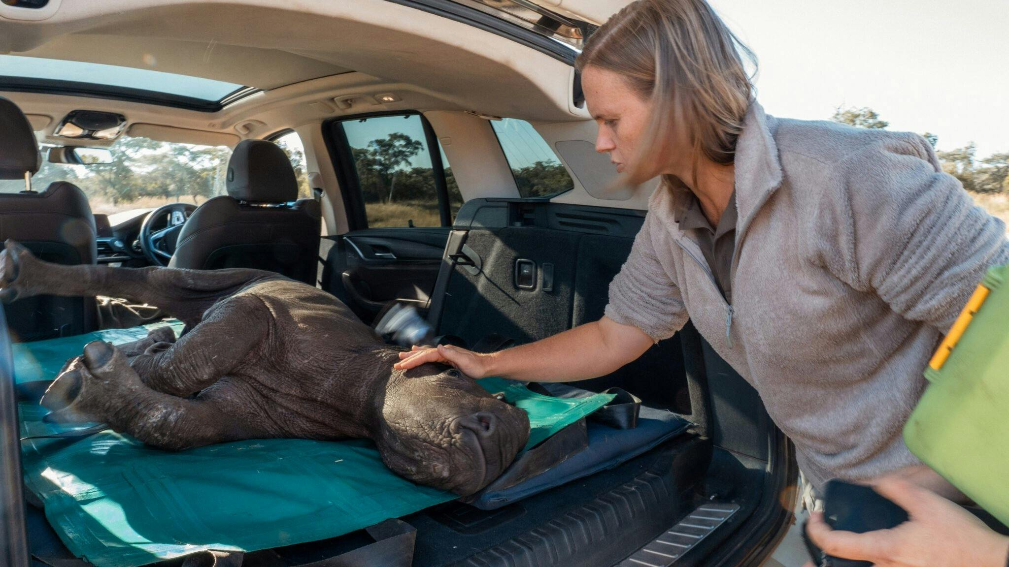 Sedated baby rhino being looked after
