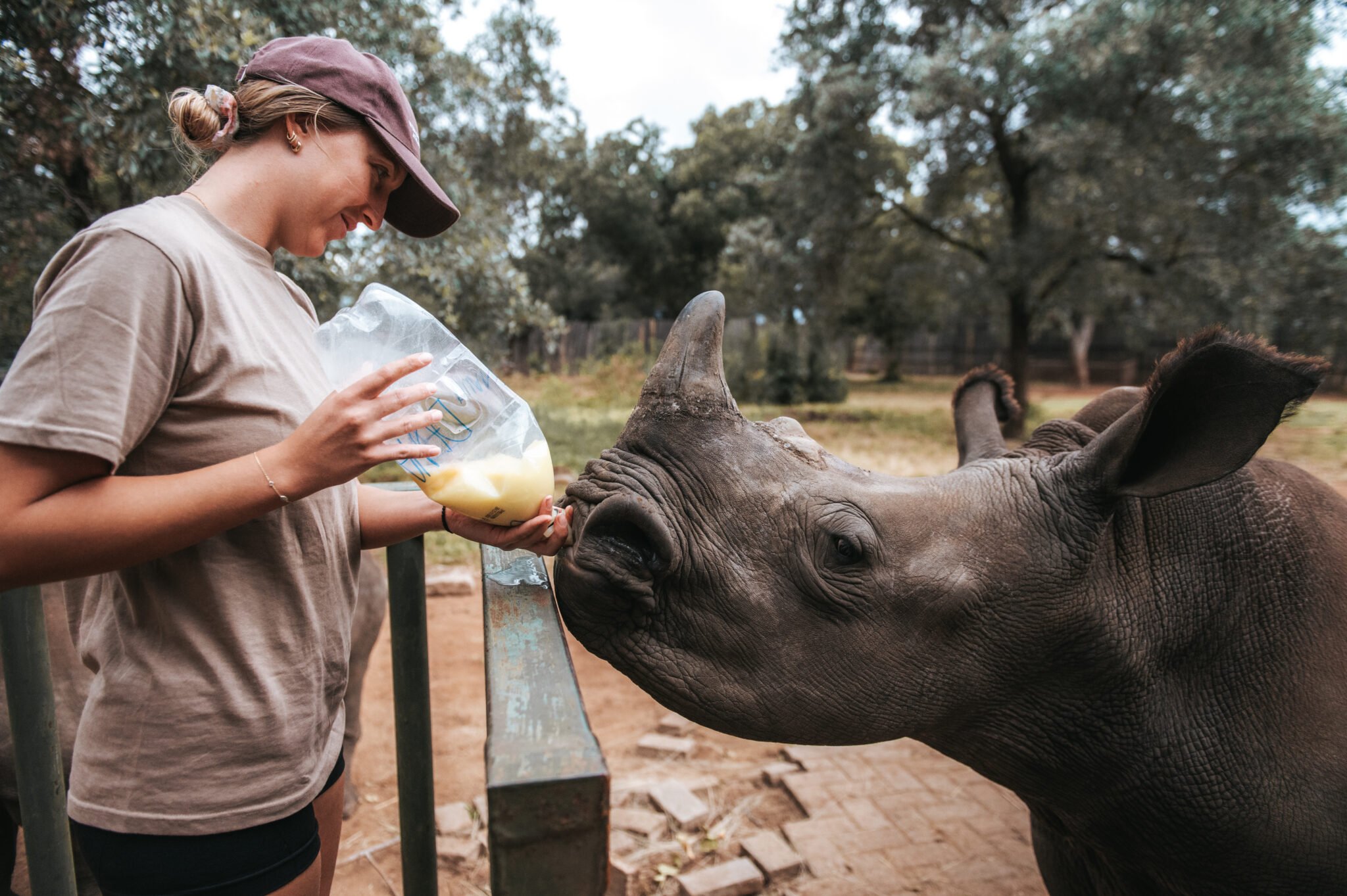 ACE volunteer bottle feeding a rhino calf, close up, The Rhino Orphanage