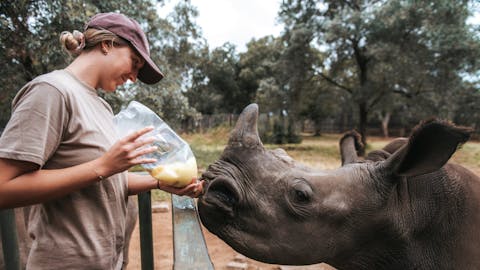 ACE volunteer bottle feeding a rhino calf, close up, The Rhino Orphanage
